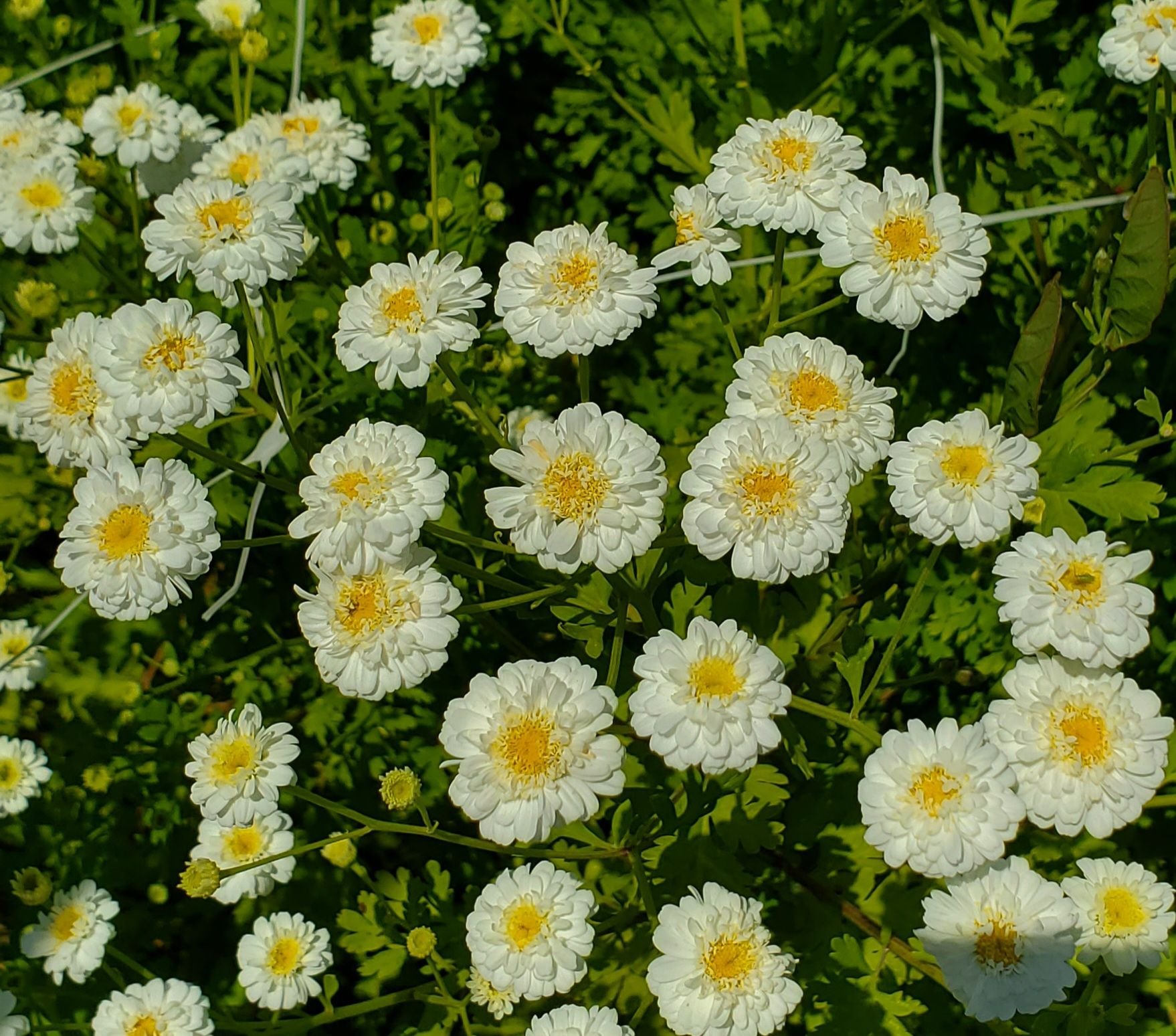Feverfew 'Tetra'