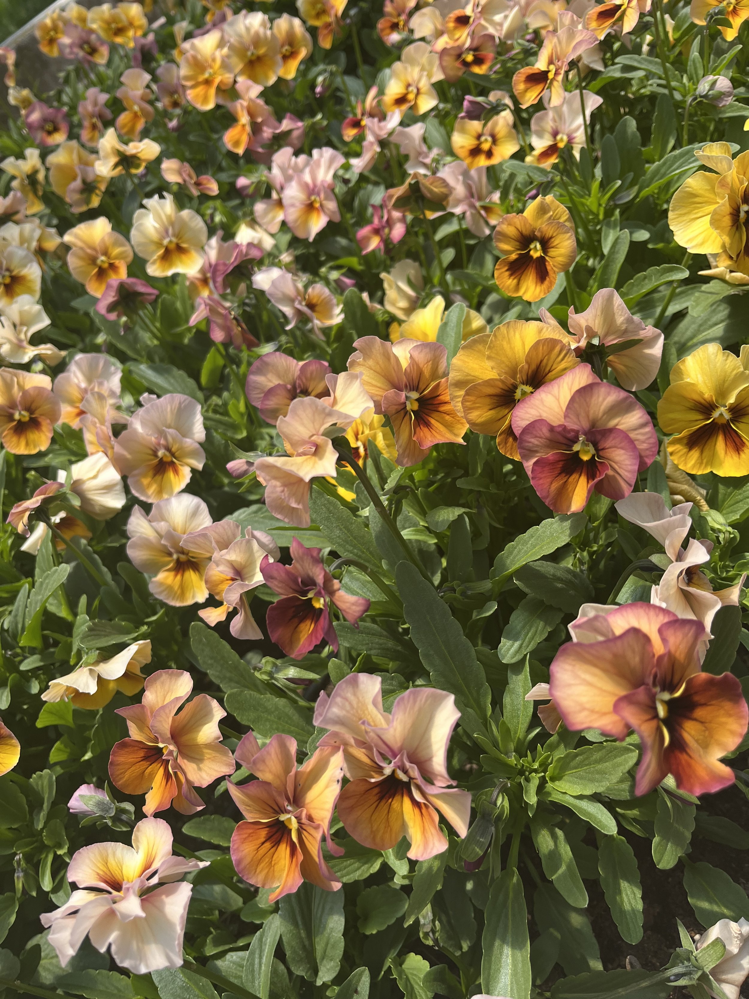 Viola 'Nature Antique Shades'