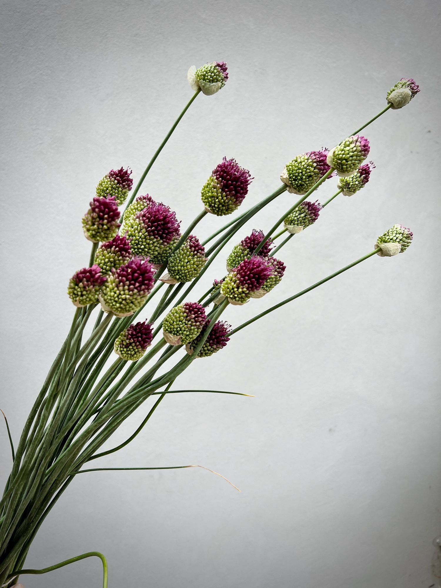 ALLIUM sphaerocephalon