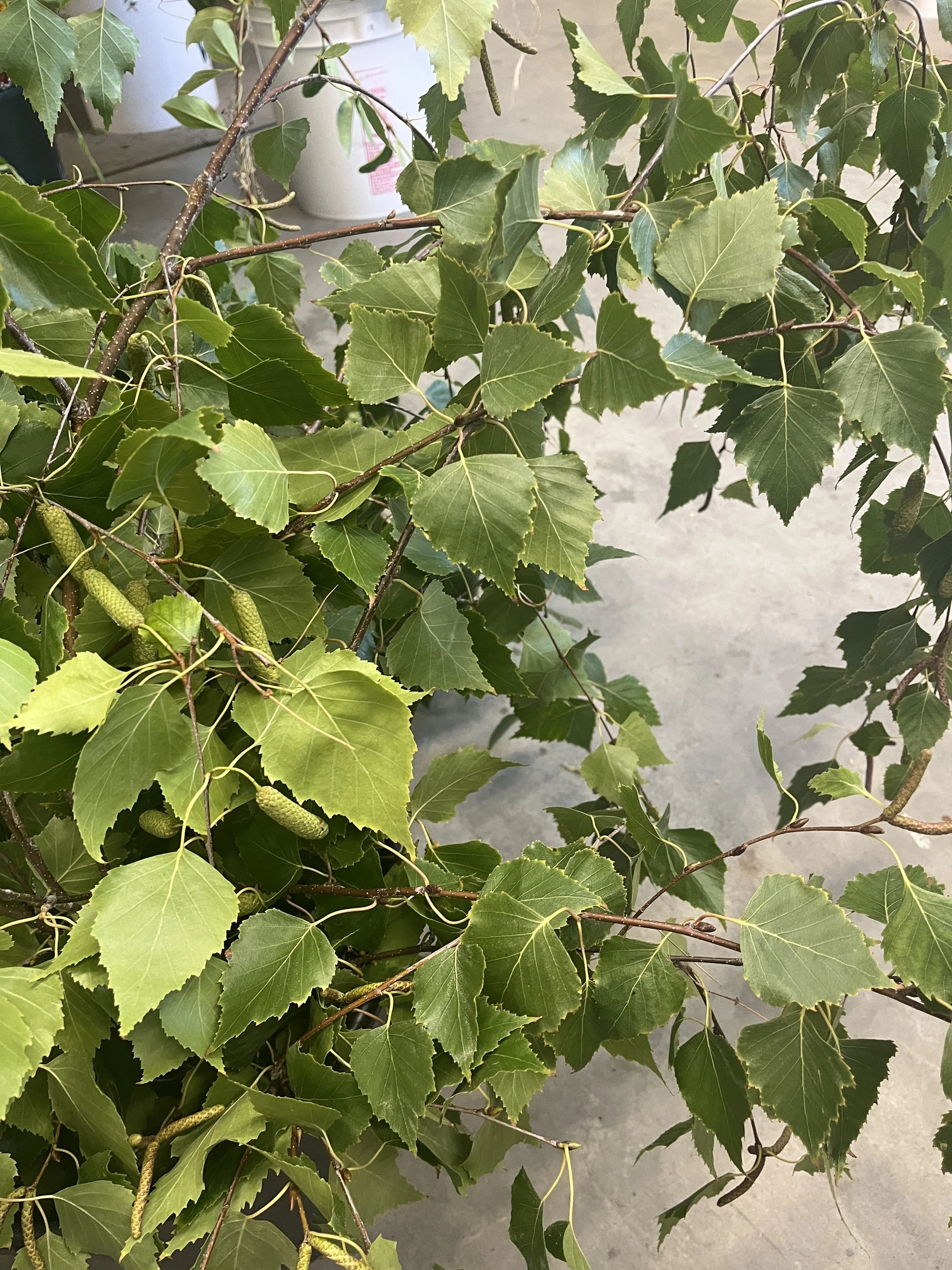 BETULA papyrifera (Paper Birch)