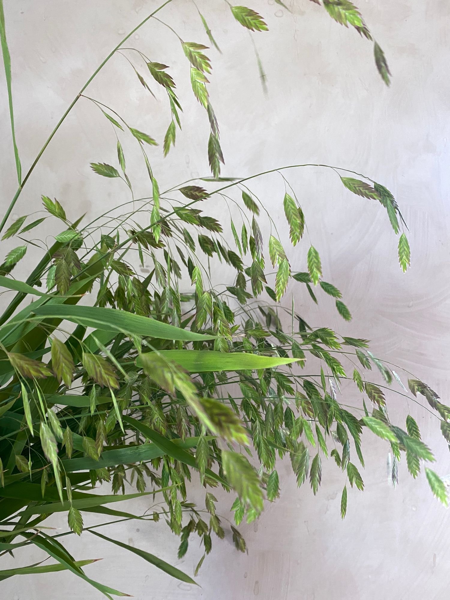 CHASMANTHIUM latifolium