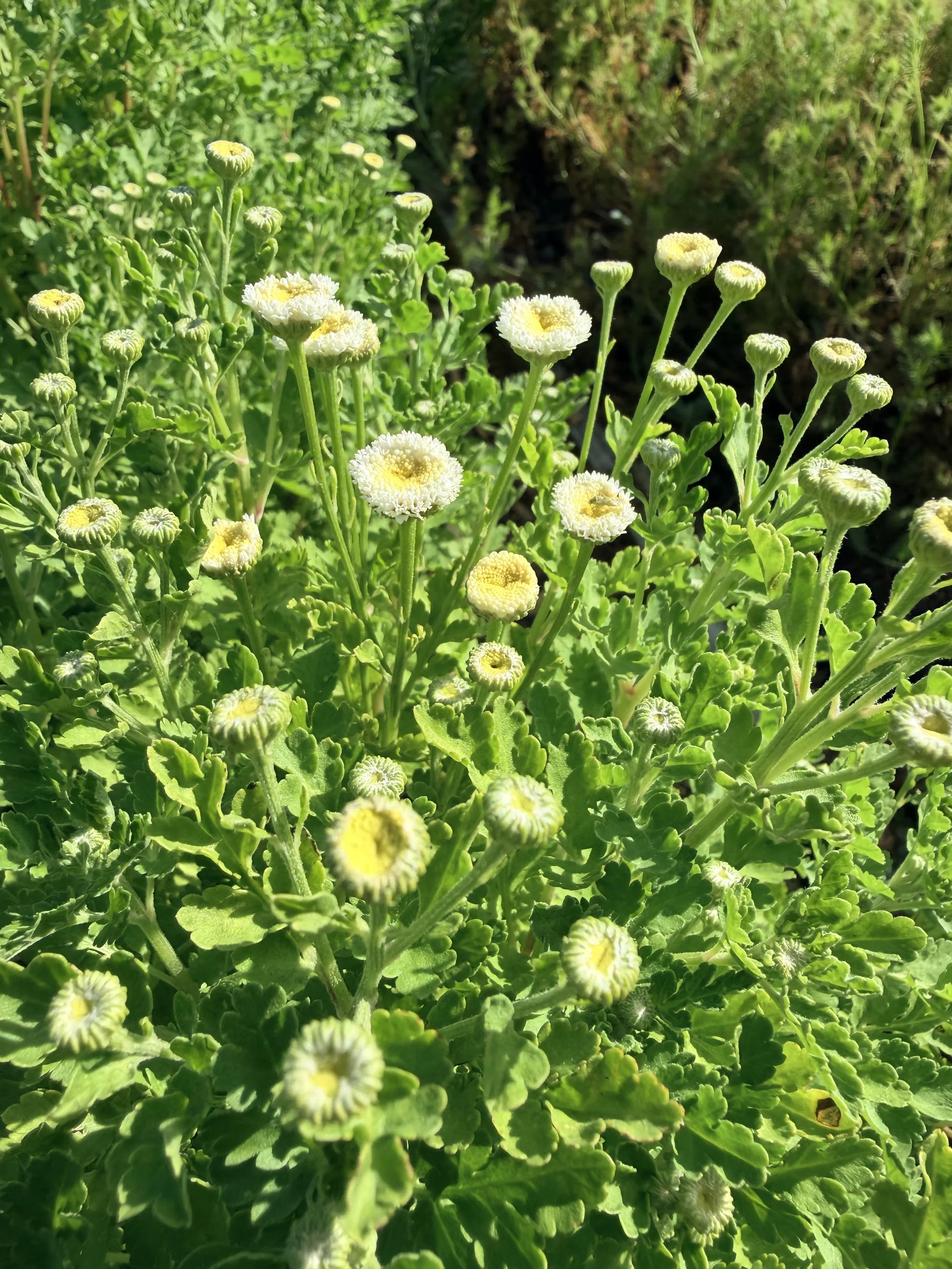 TANACETUM parthenium Vegmo Snowball