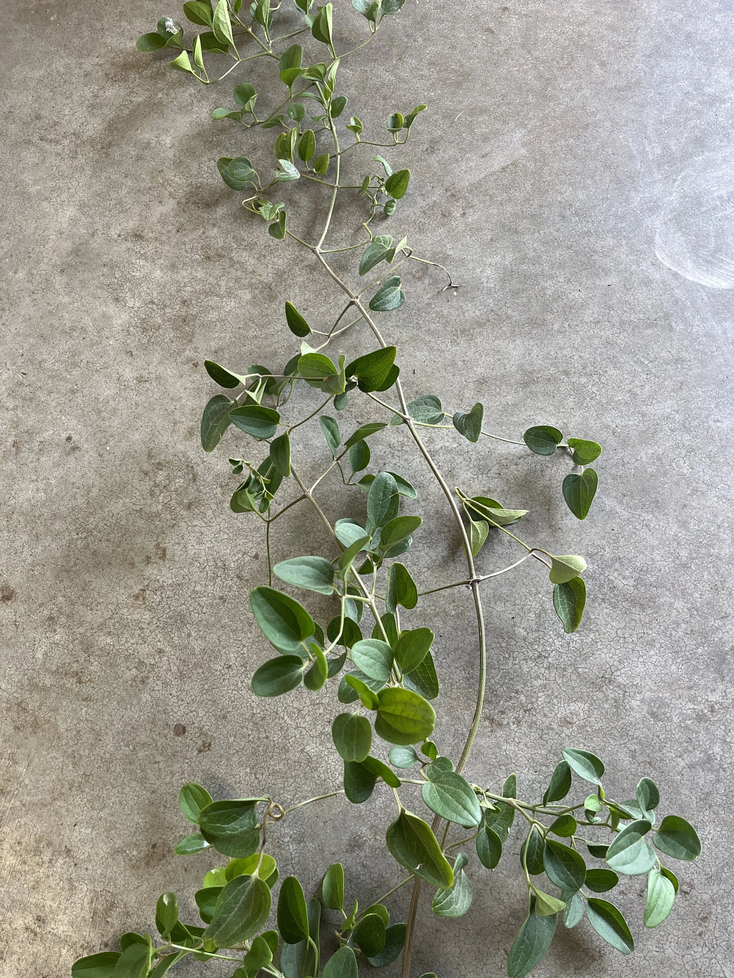 CLEMATIS terniflora (FOLIAGE ONLY)