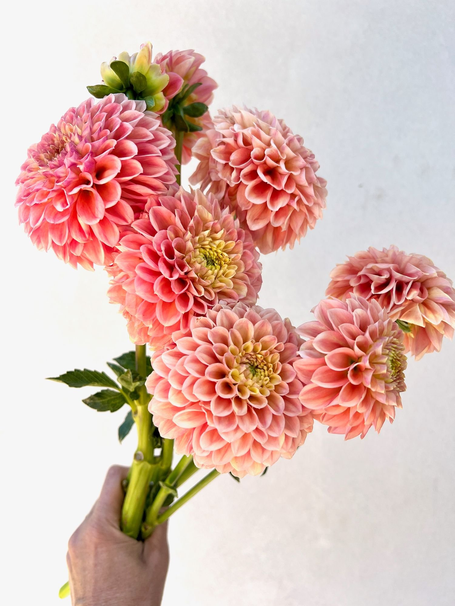 DAHLIA Snoho Doris