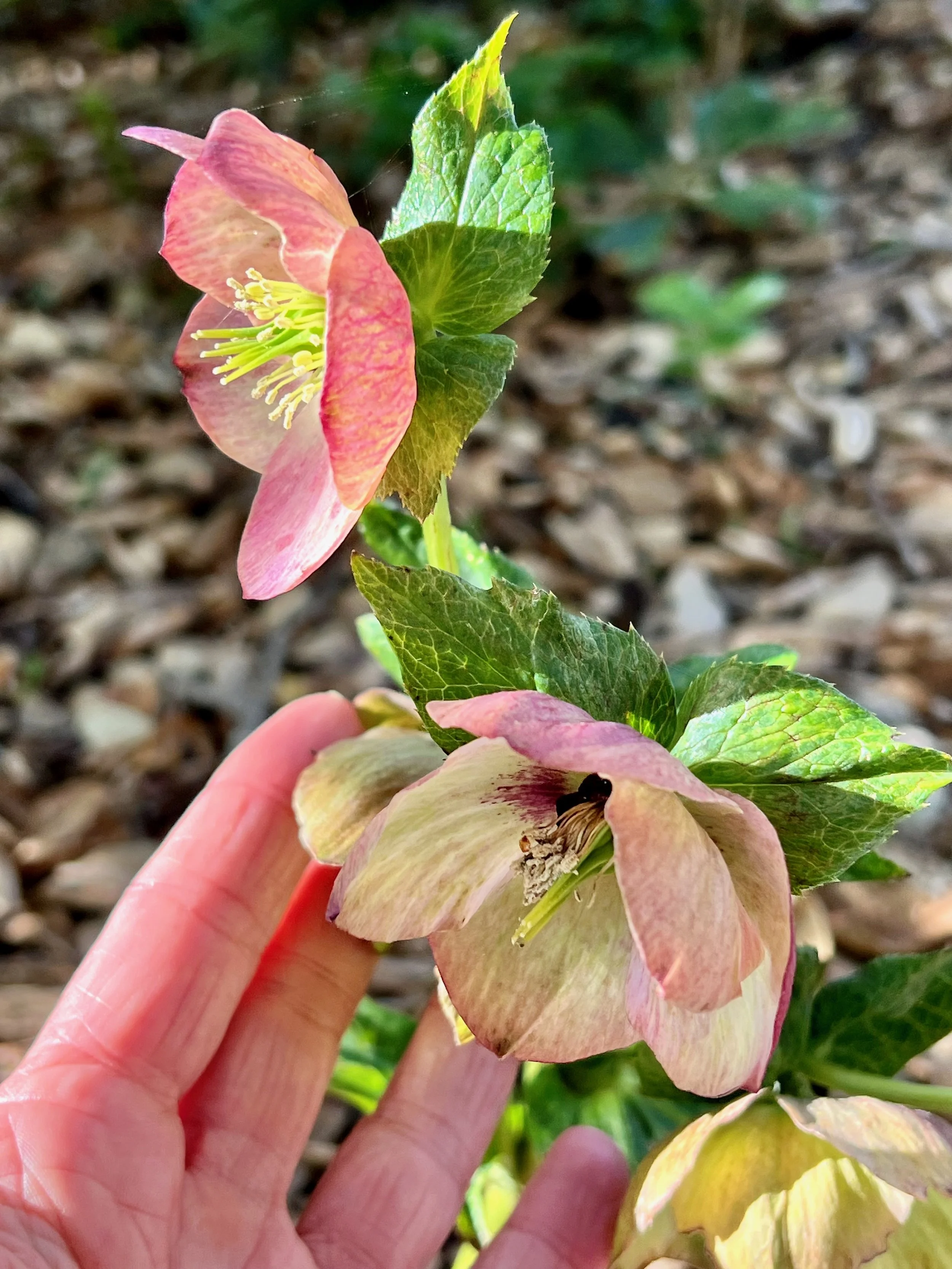 HELLEBORUS x hybridus Sunshine Selections