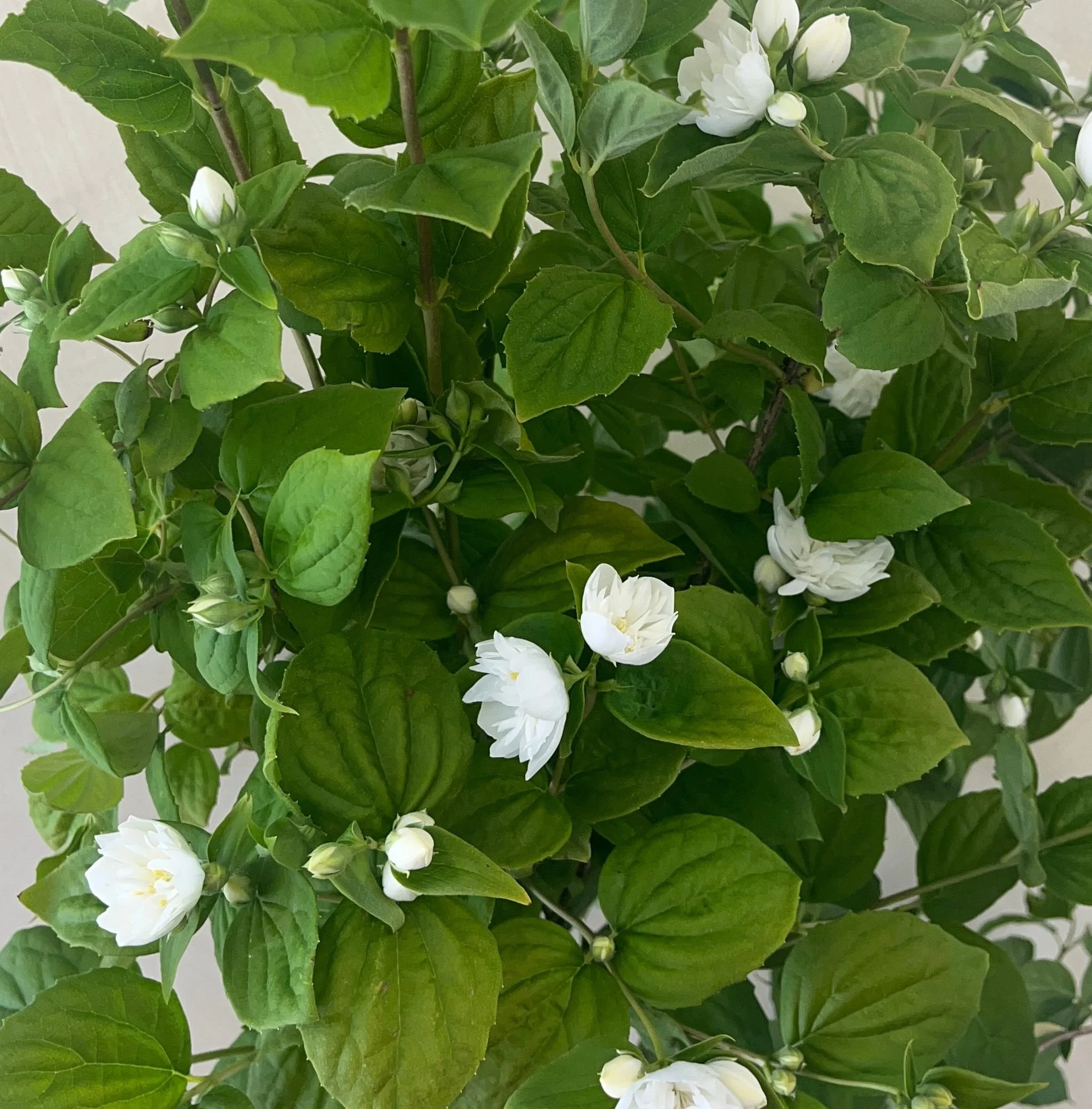 PHILADELPHUS x virginalis Minnesota Snowflake