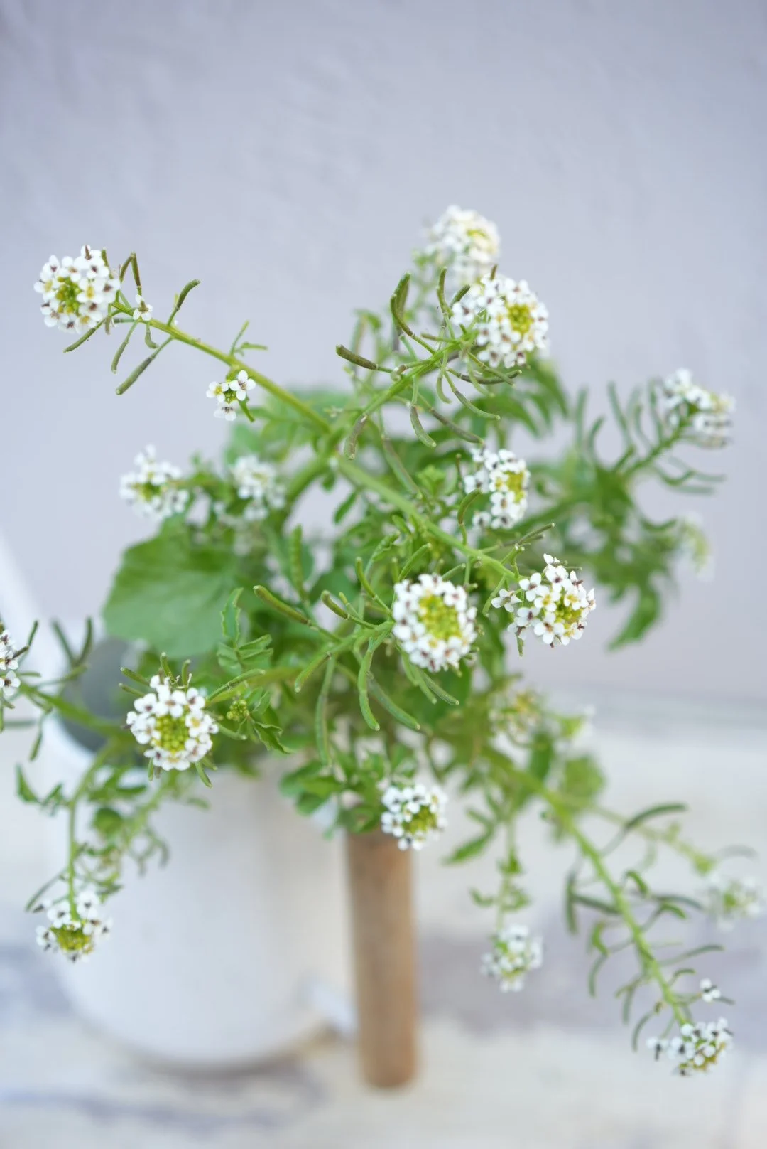 NASTURTIUM officinale