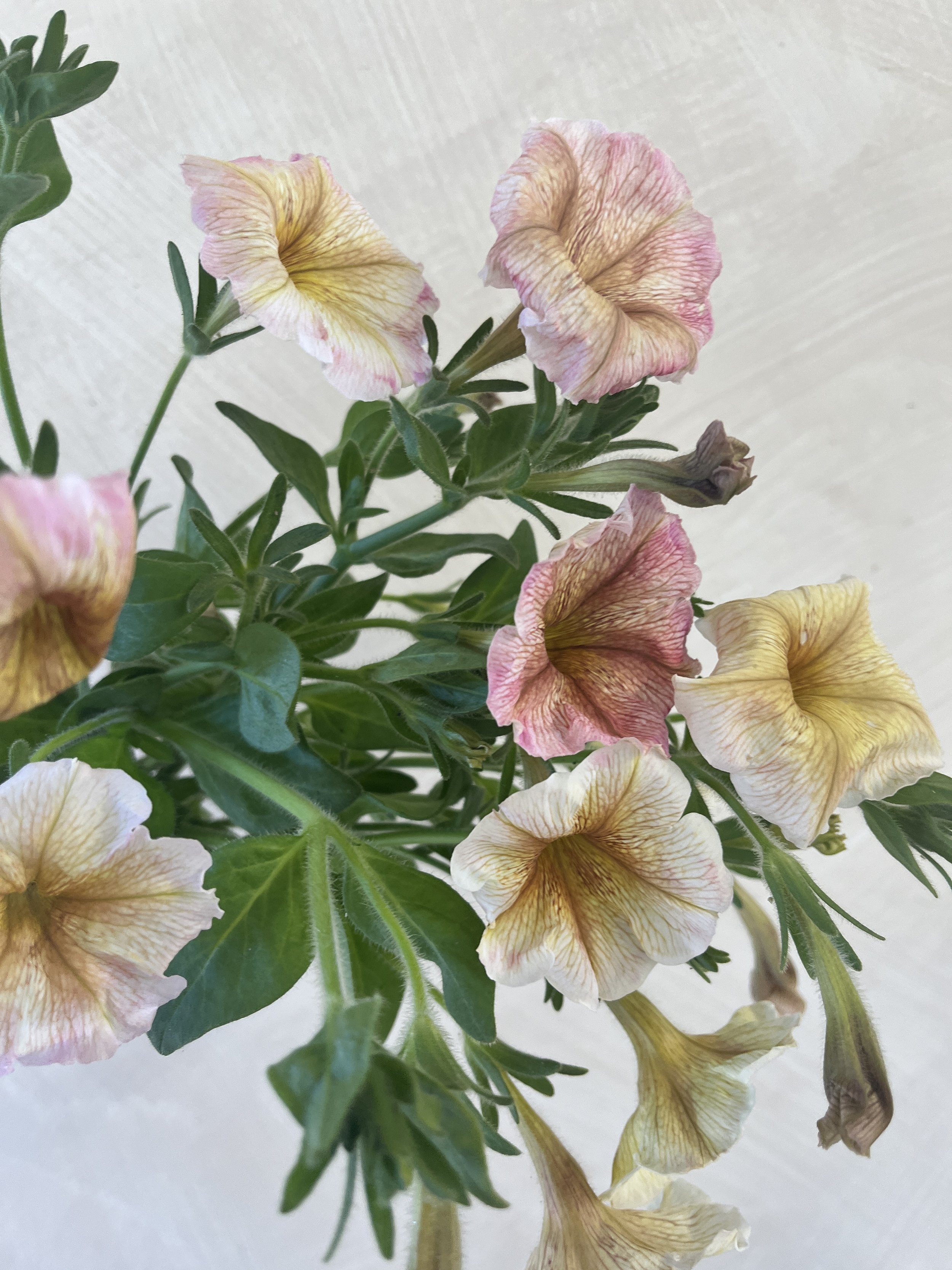 Petunia 'Ingrid'