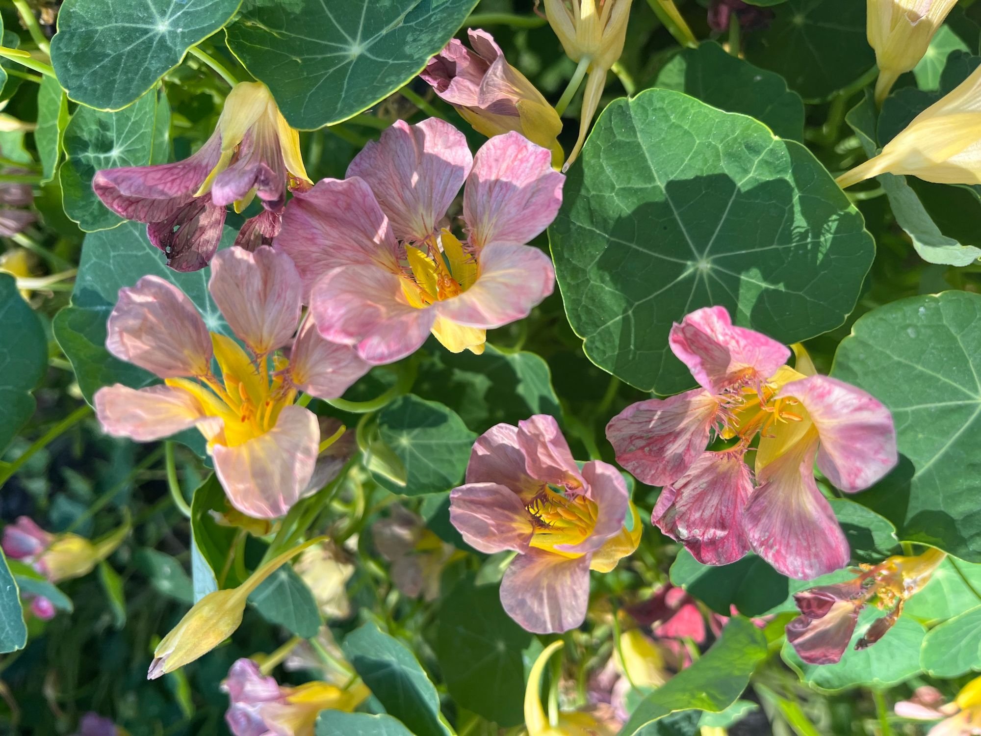 Nasturtium 'Purple Emperor'