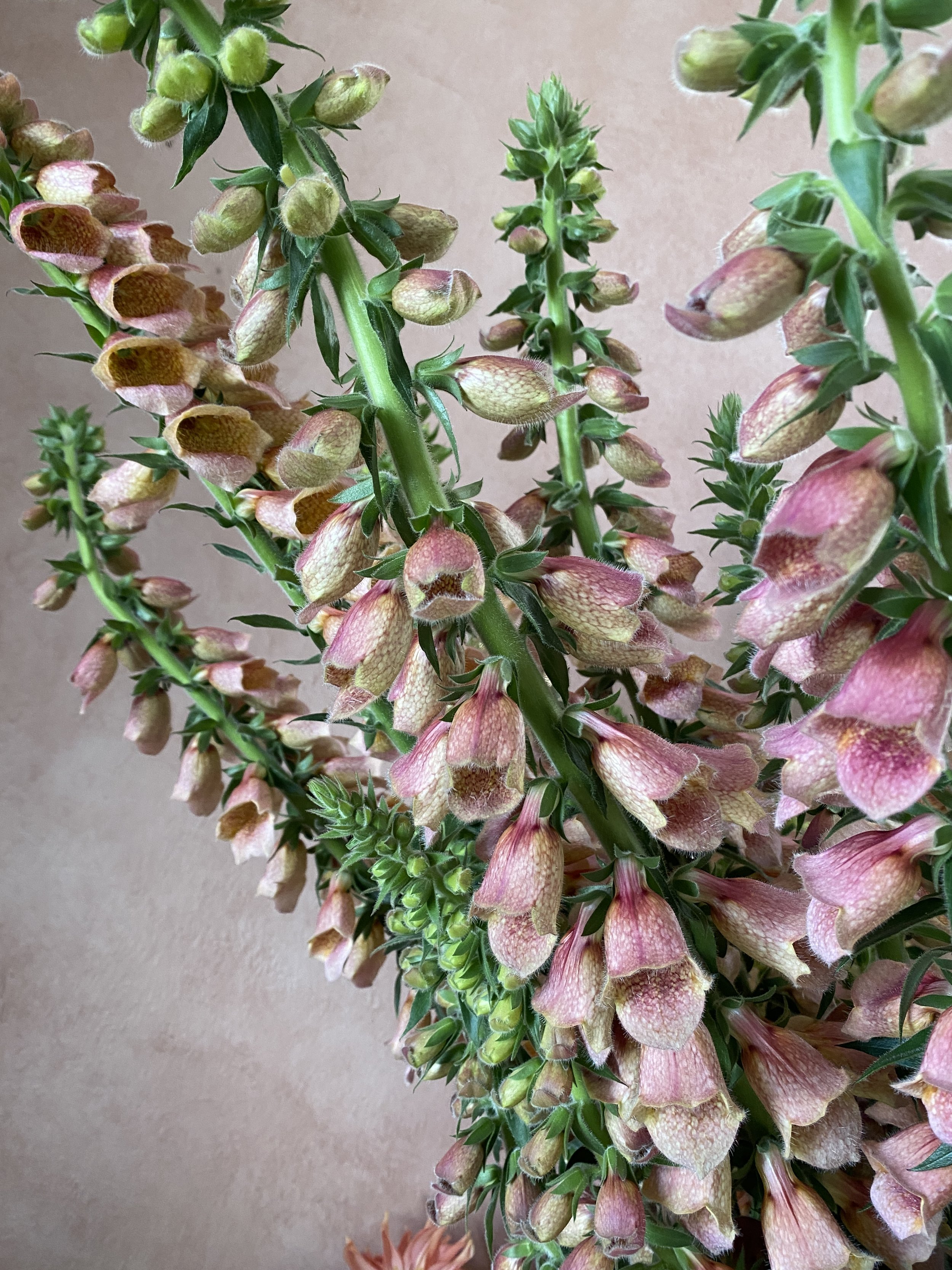 Digitalis 'Polkadot Polly'