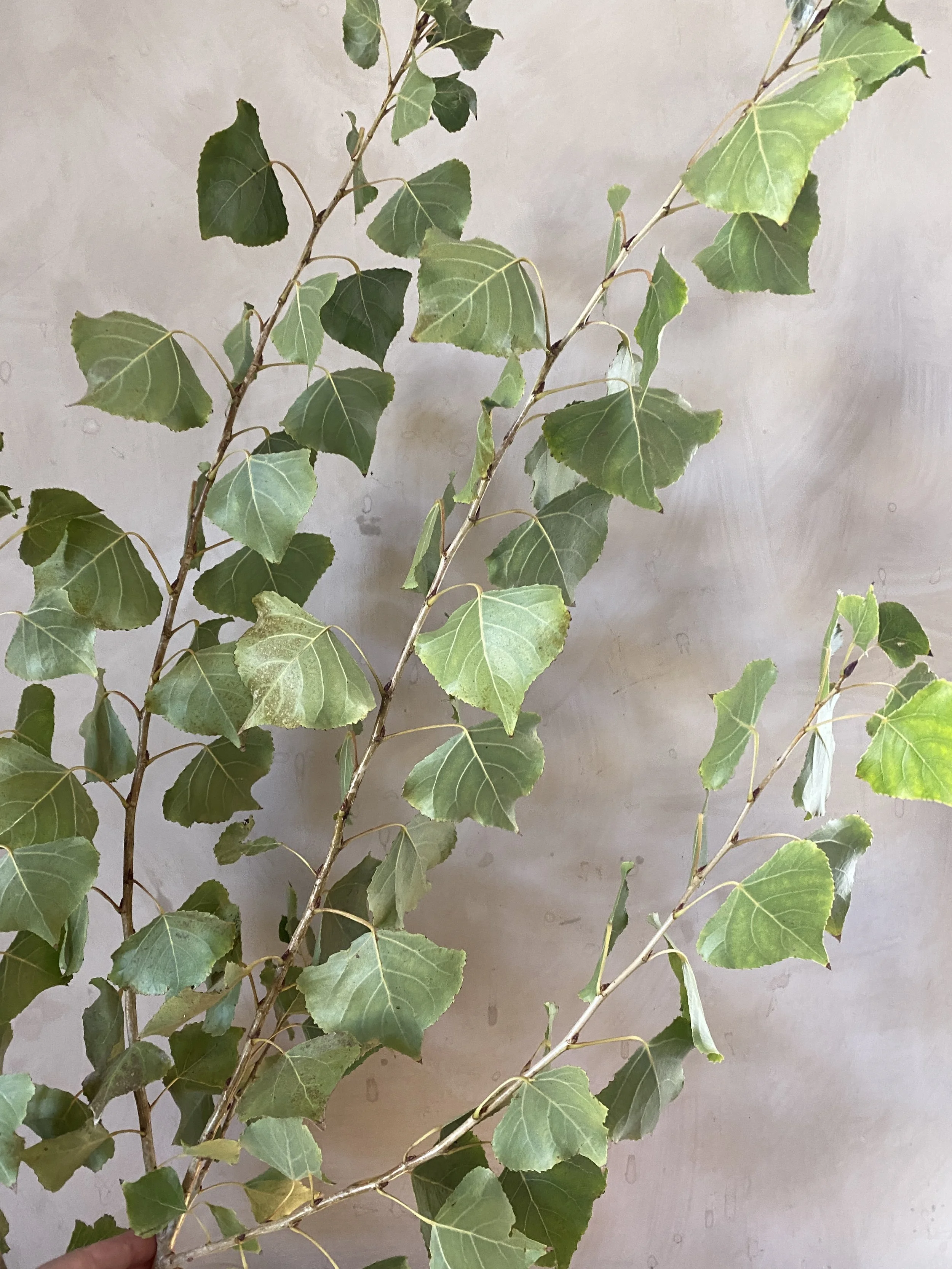 Poplar