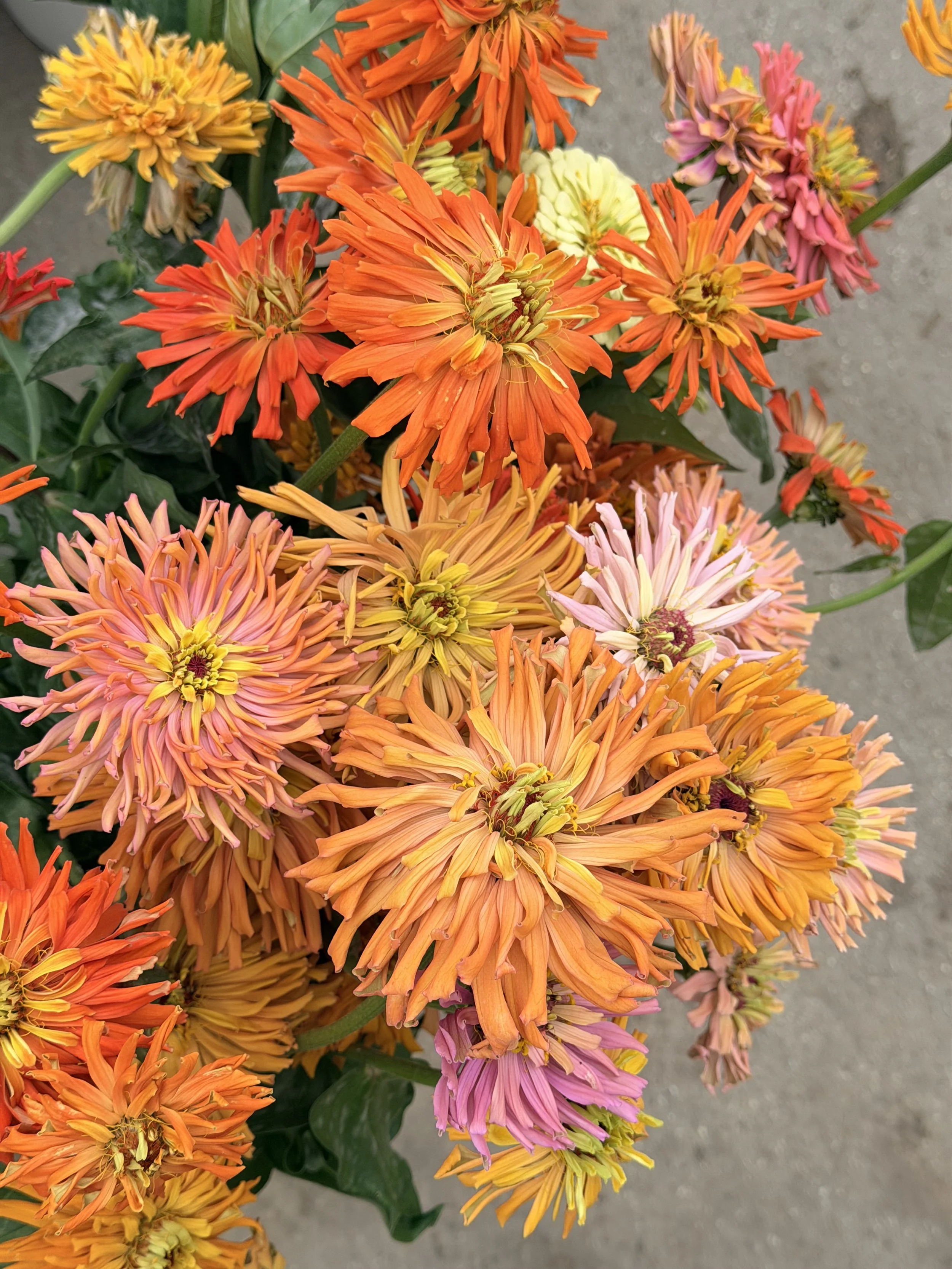 ZINNIA elegans Aurora