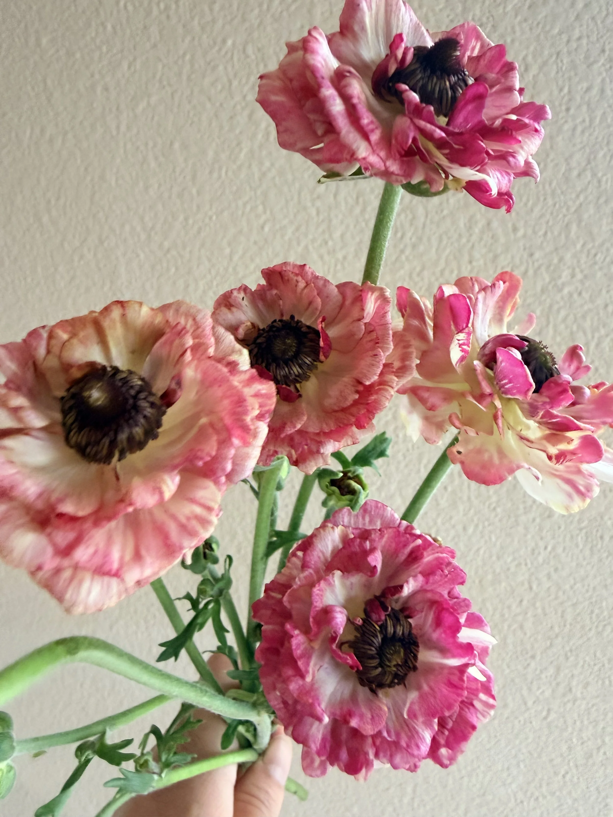 RANUNCULUS Brushmark Cesar