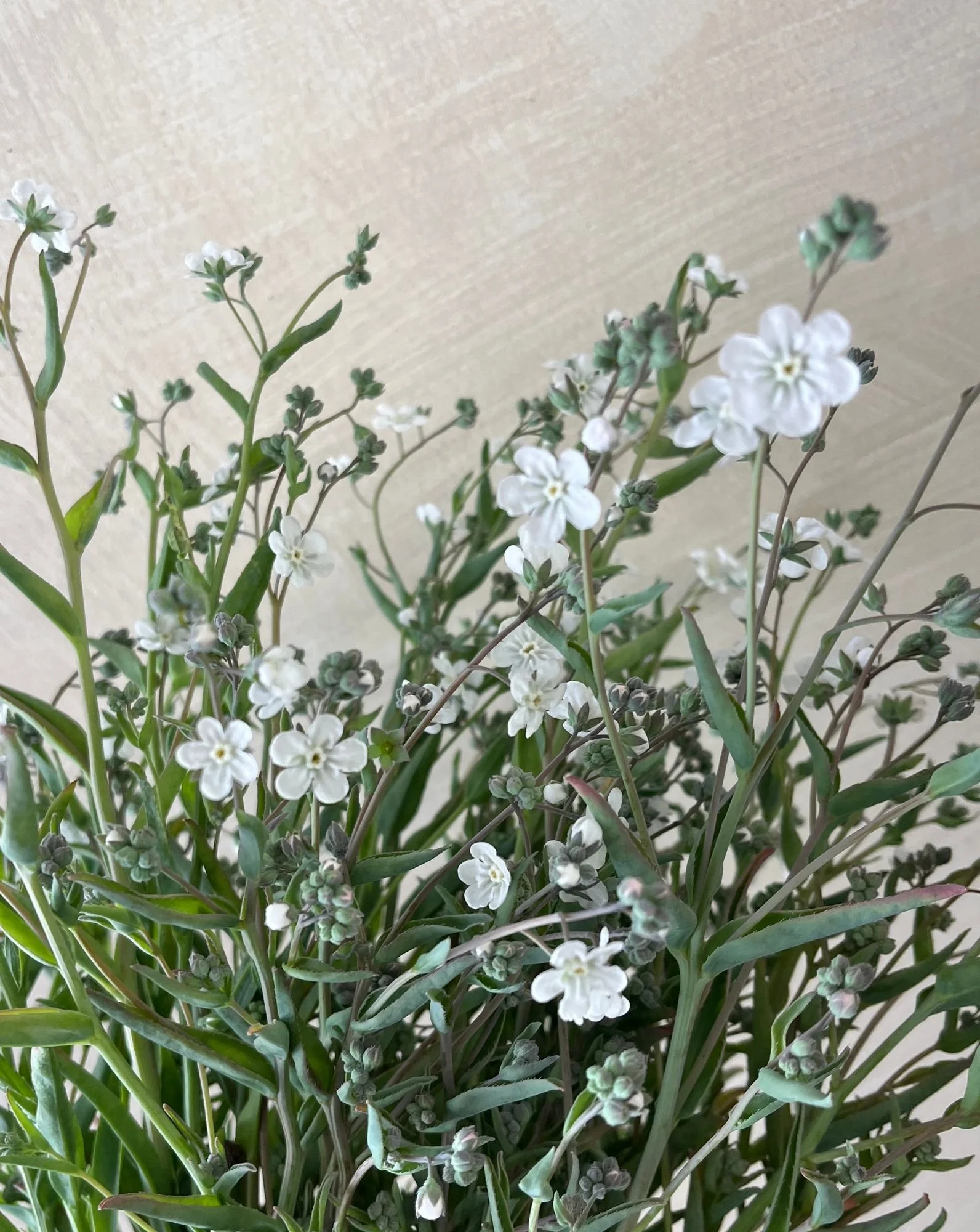 OMPHALODES linifolia