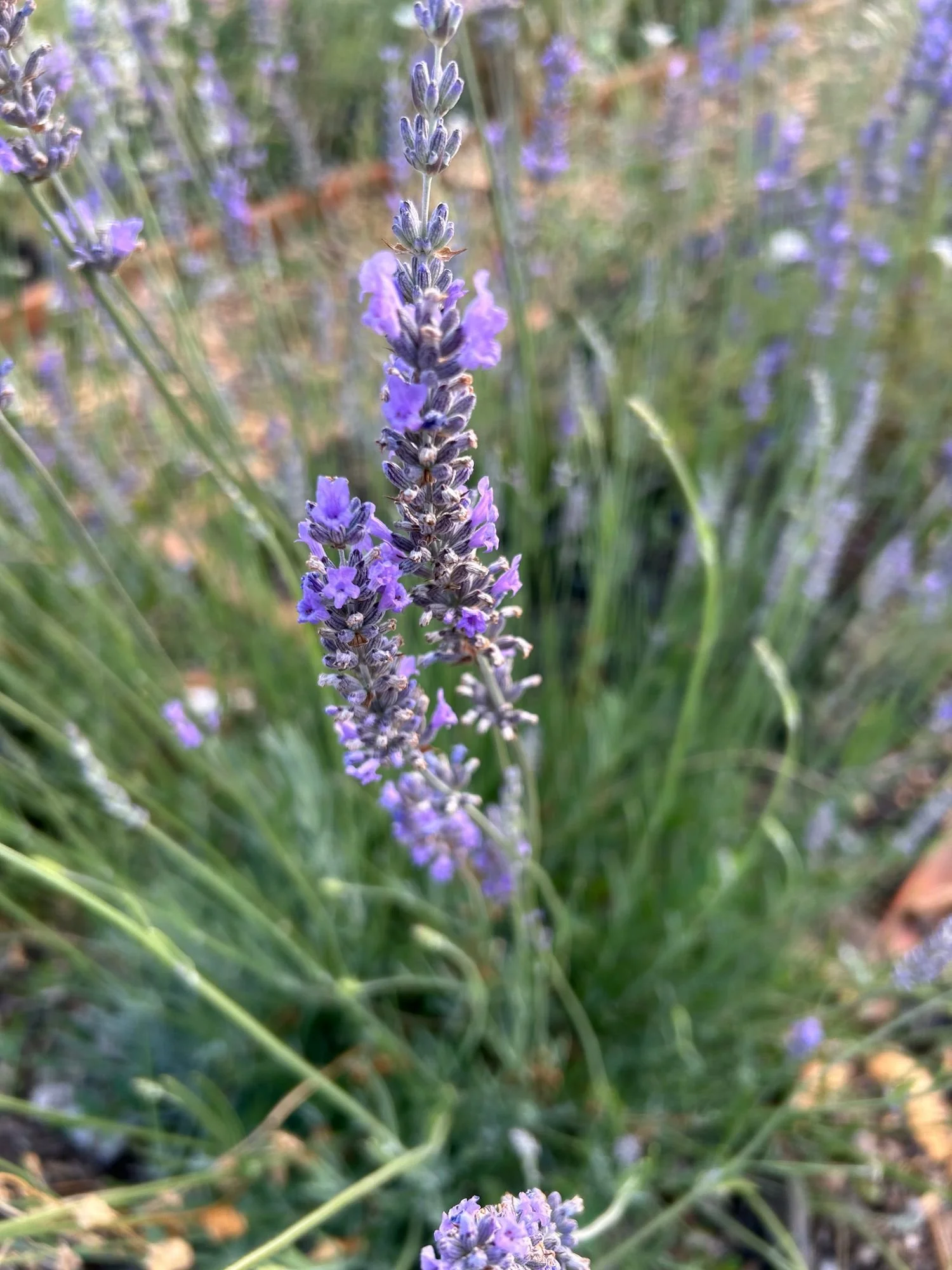 LAVANDULA
