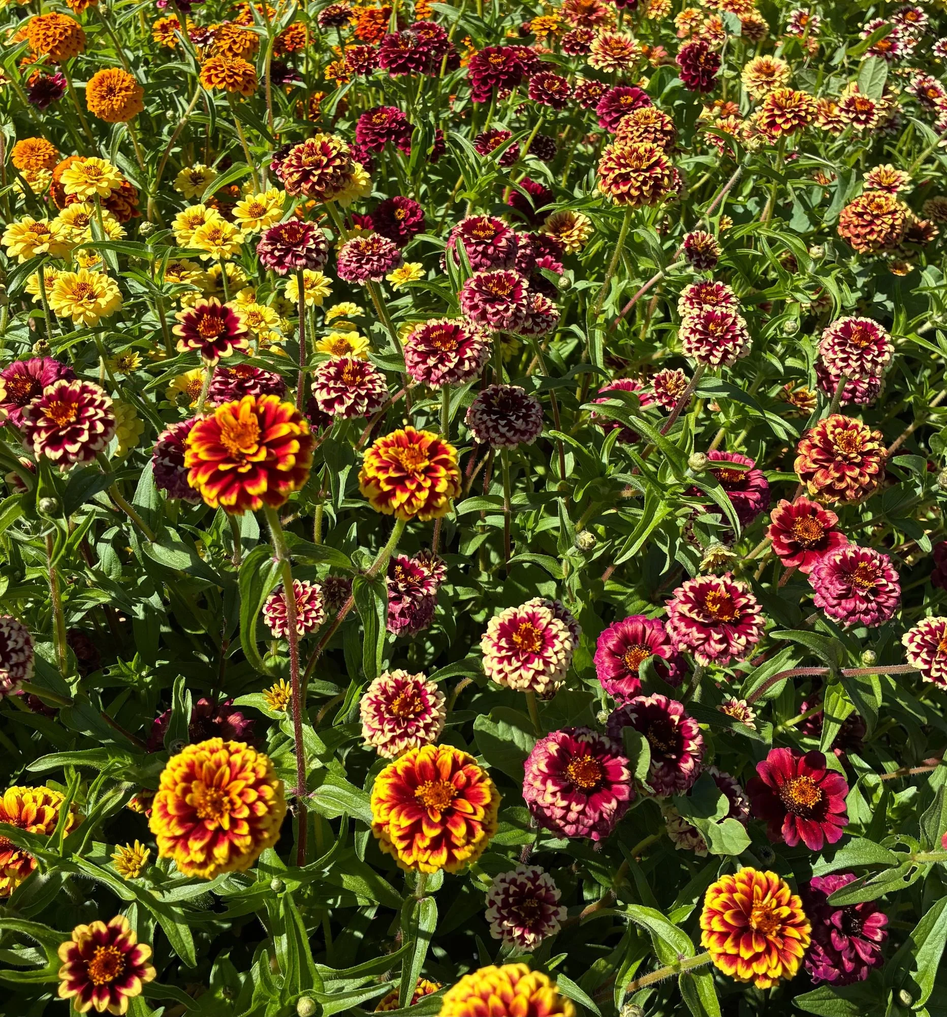 ZINNIA haageana Jazzy Mix