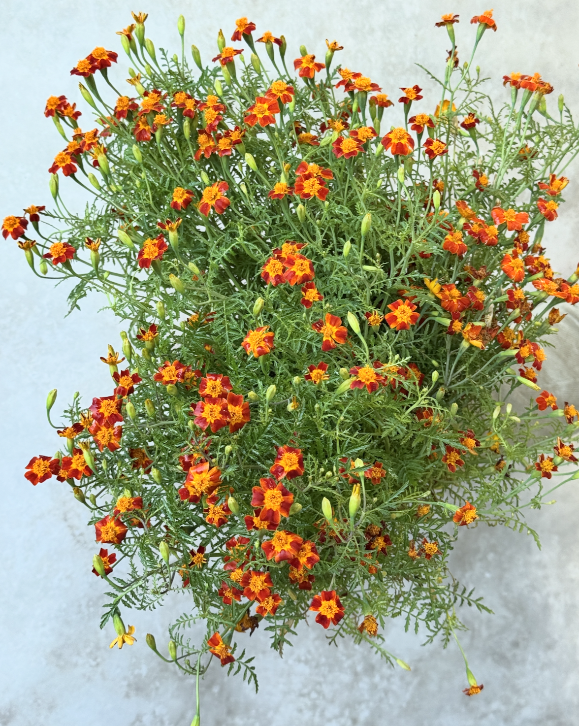 TAGETES tenuifolia Red Gem