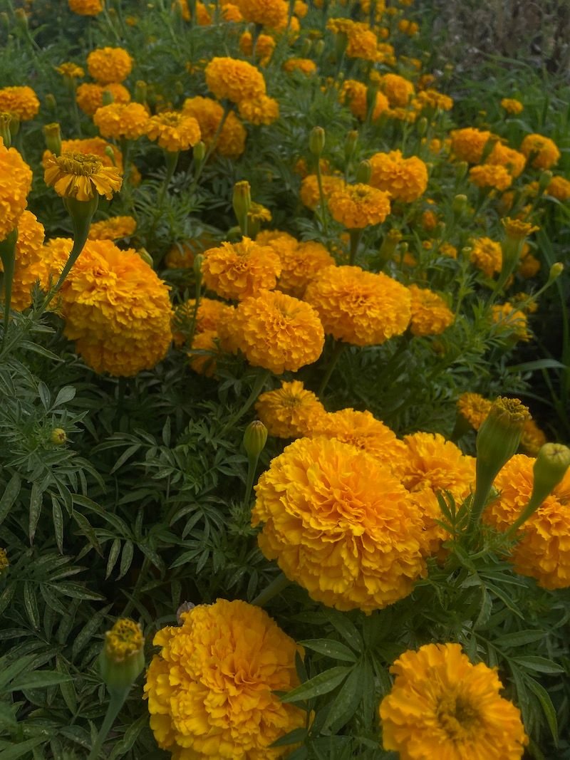 TAGETES erecta Jedi