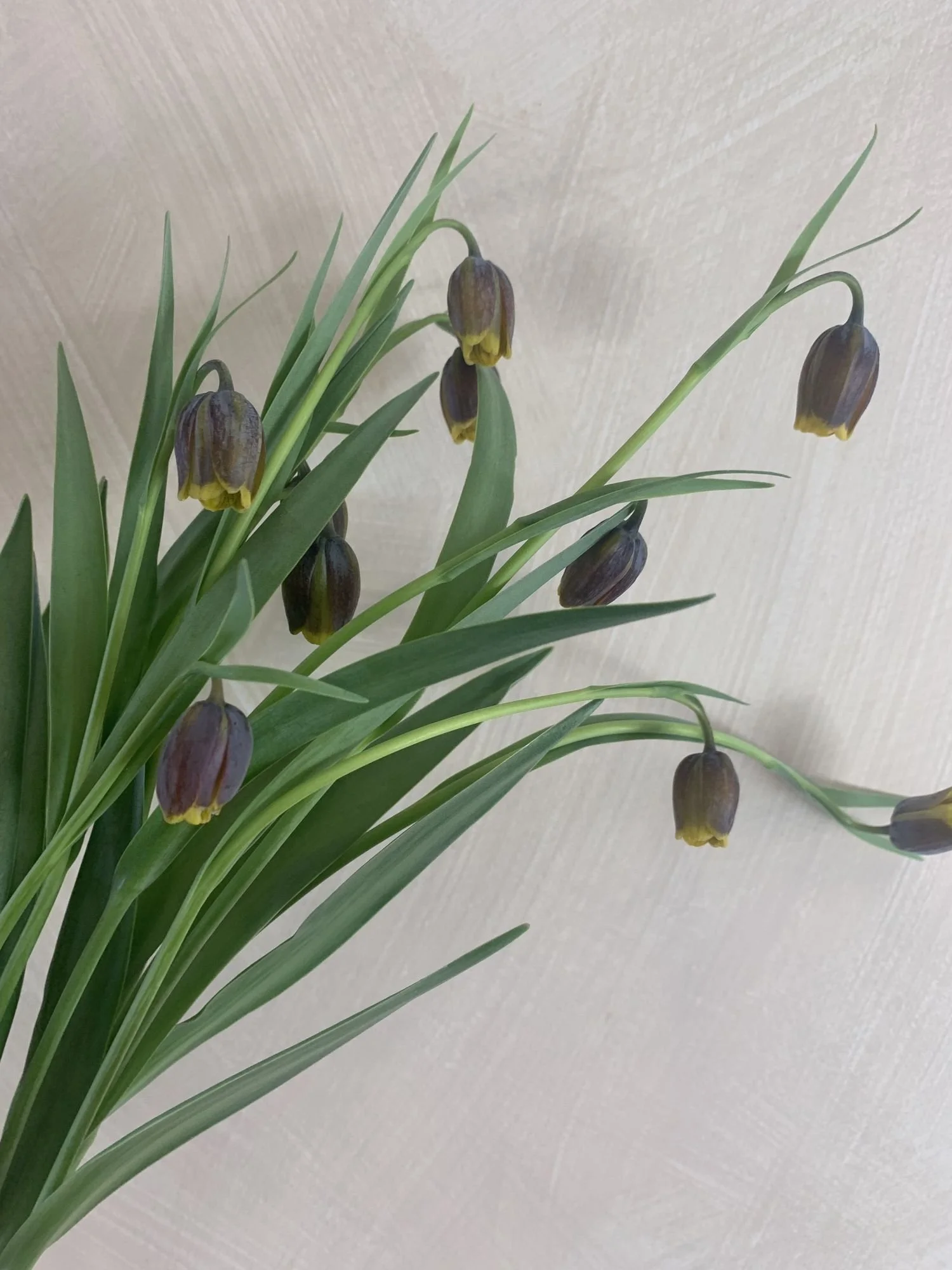 Fritillaria
