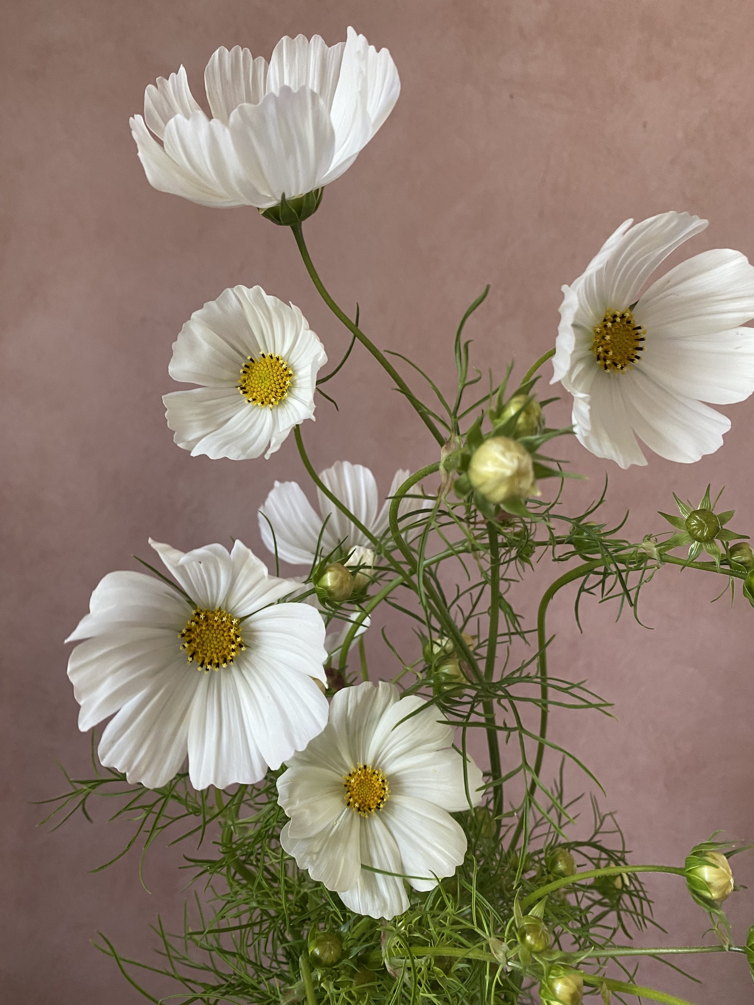 Cosmos 'Purity'