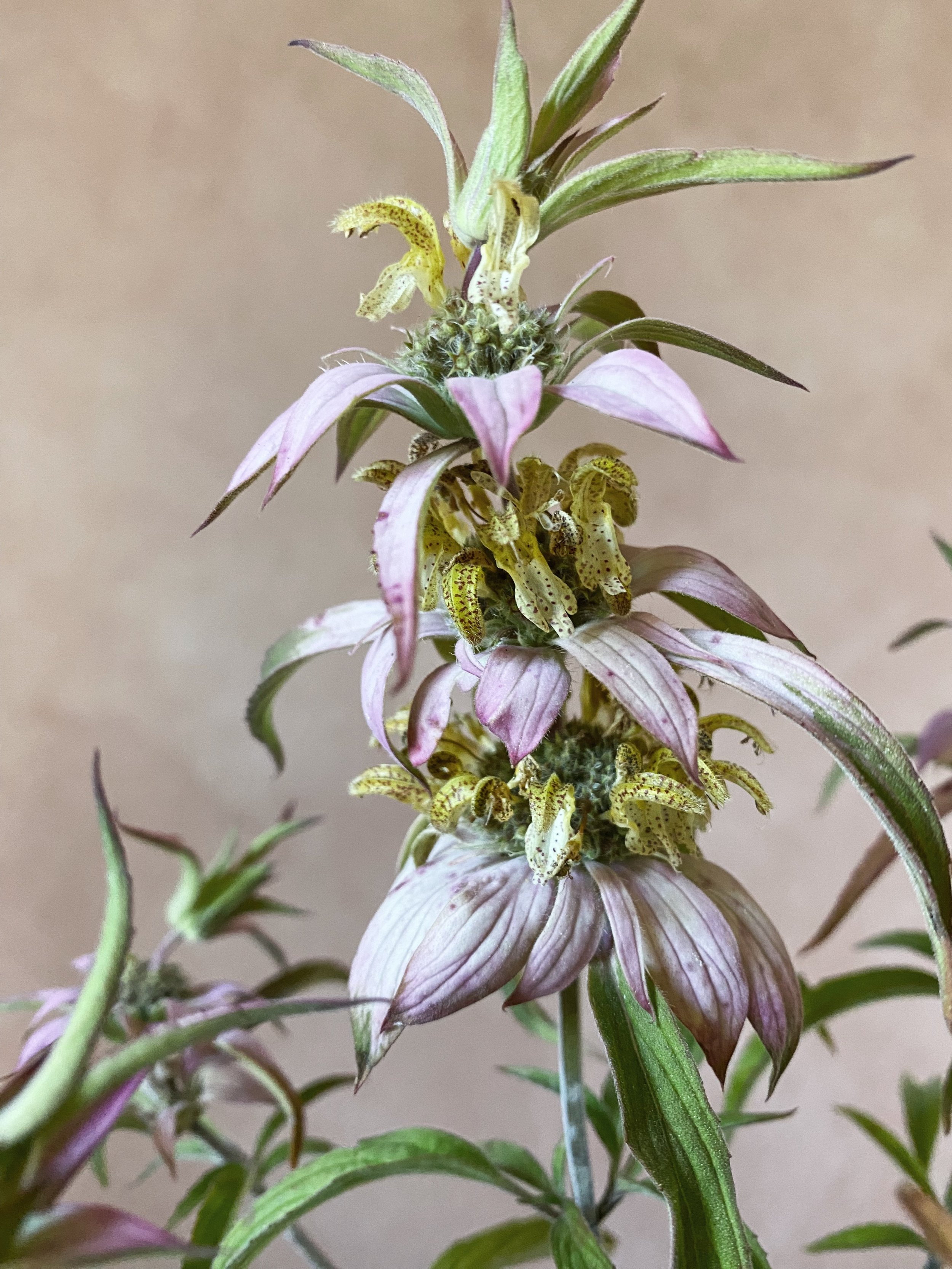 Monarda 'Spotted Bee Balm'