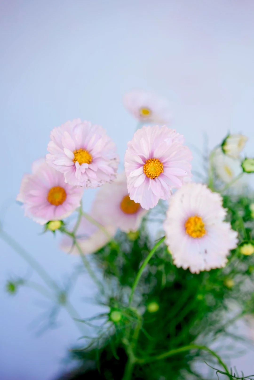 COSMOS bipinnatus Cupcakes Blush