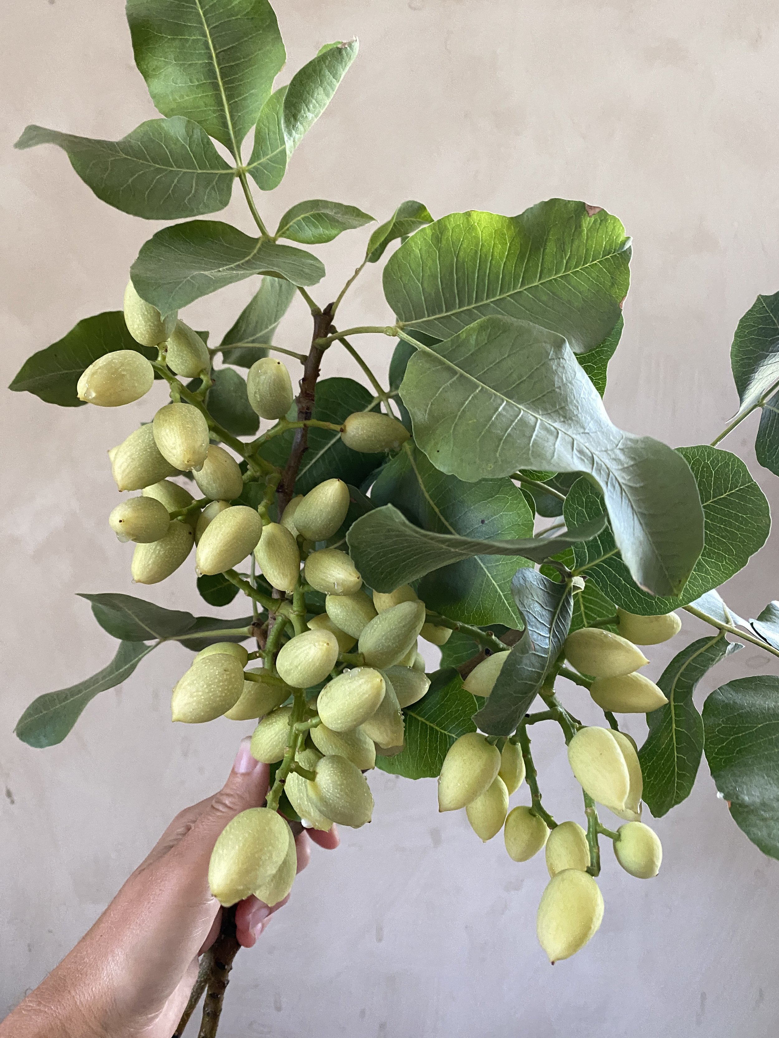 Pistachio with Fruit