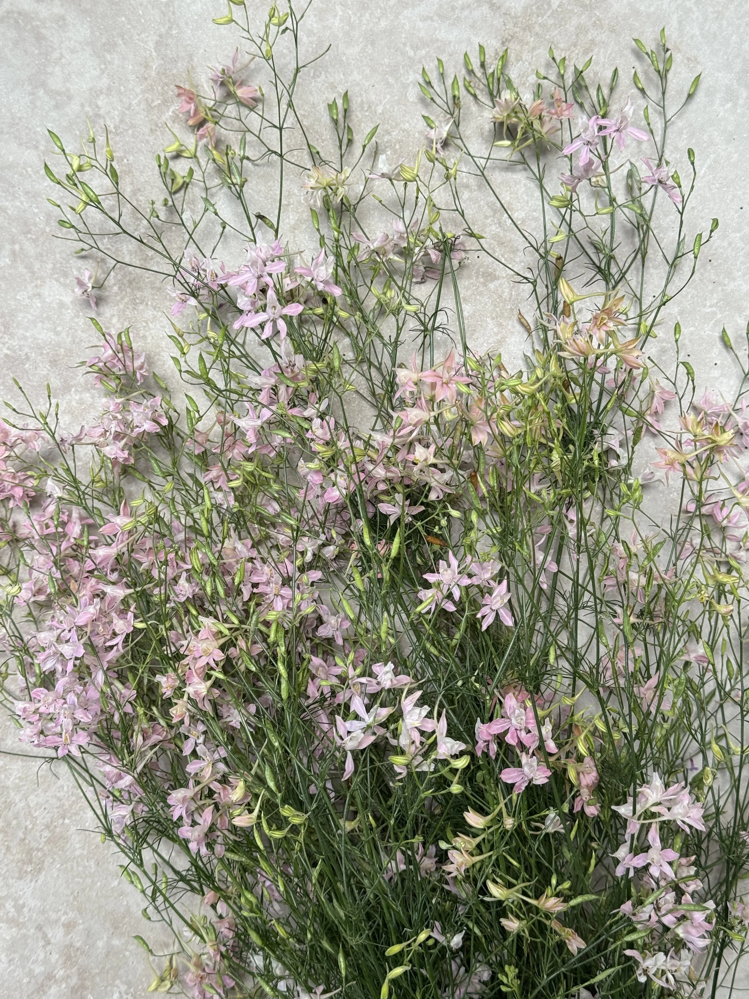 CONSOLIDA Pink Cloud (Larkspur)