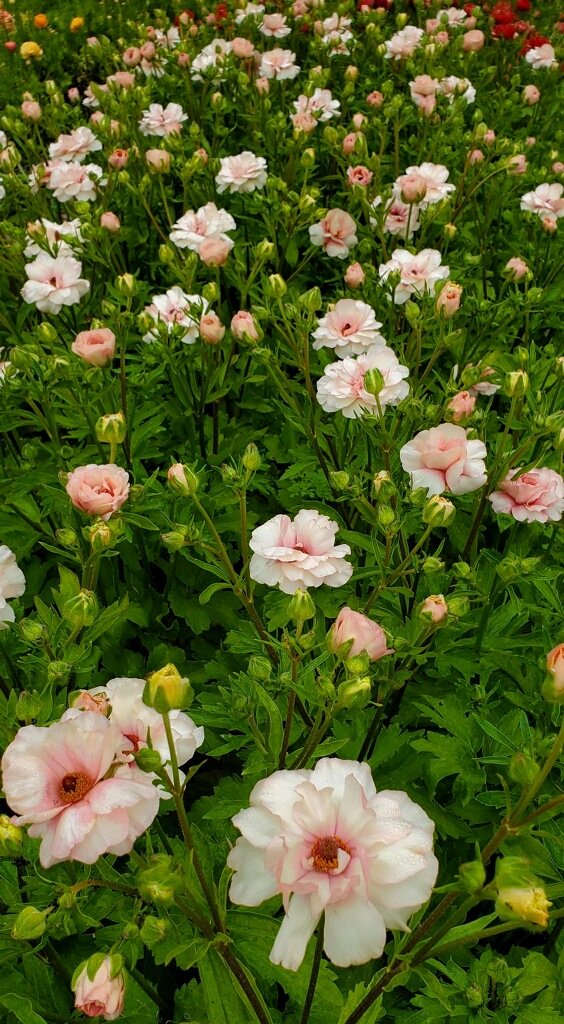 RANUNCULUS Butterfly Ariadne