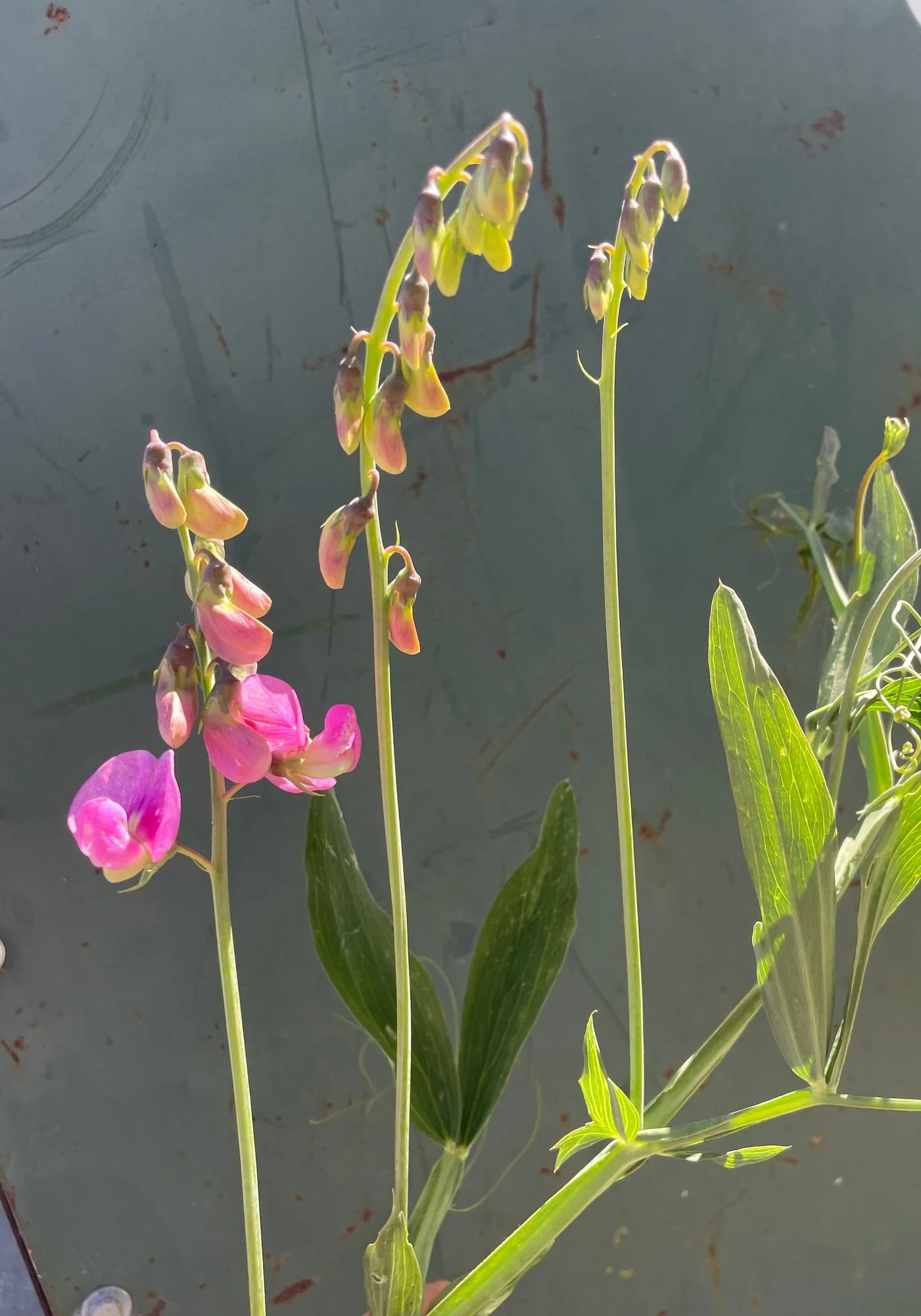 LATHYRUS latifolius.jpeg