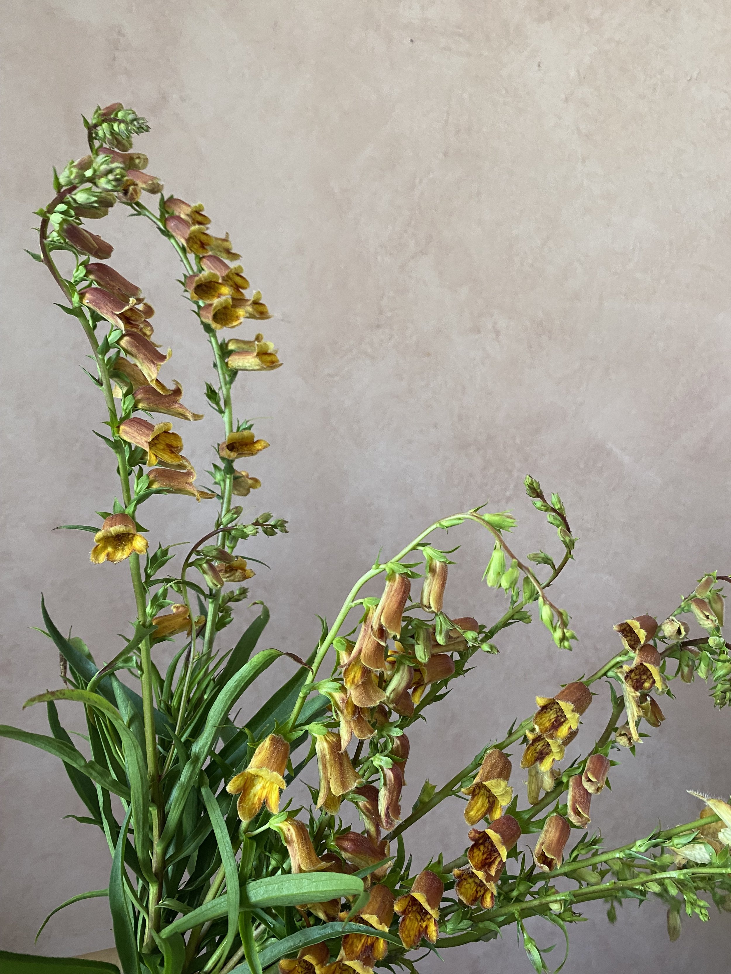 Digitalis obscura $20 bu