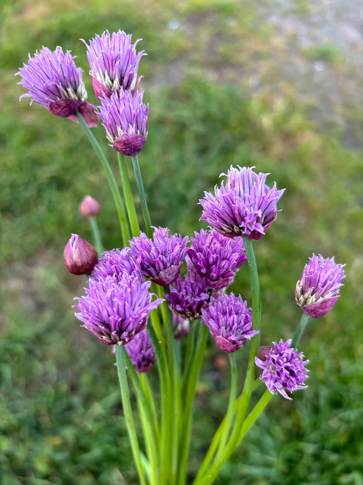 ALLIUM schoenoprasum (Chives)