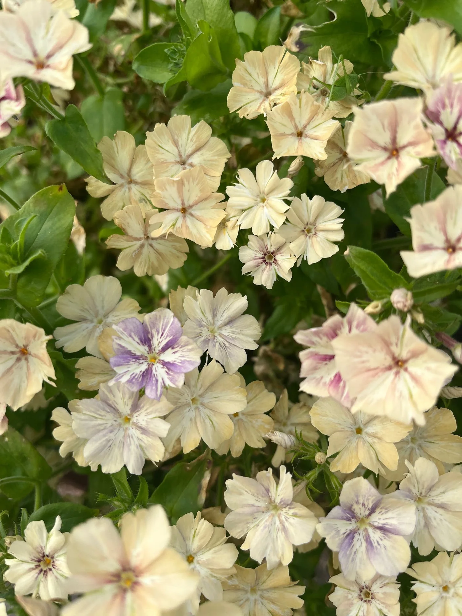 PHLOX drummondii Creme Brulee