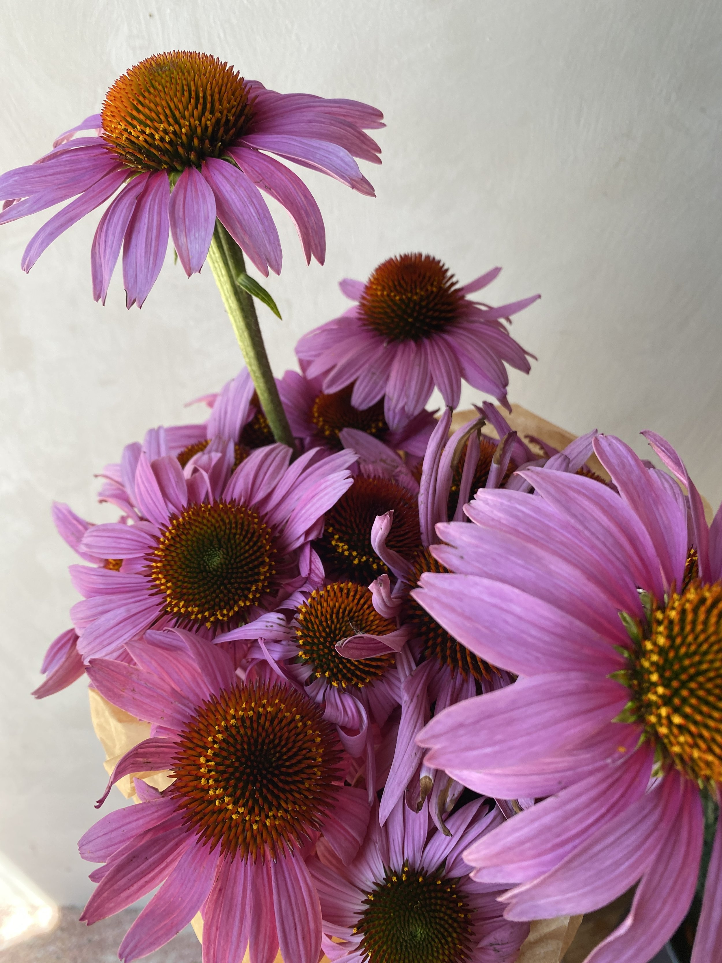 Echinacea purpurea 'Magnus Superior'
