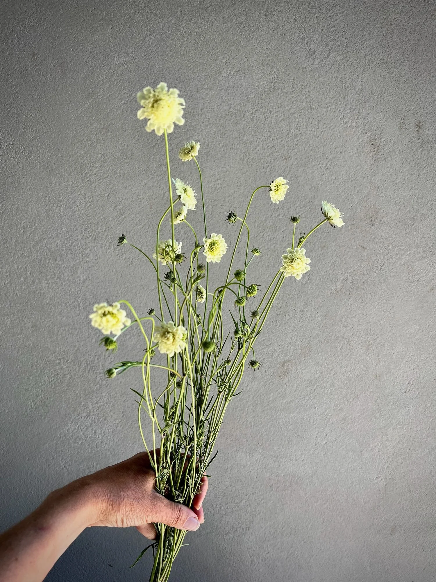 SCABIOSA ochroleuca