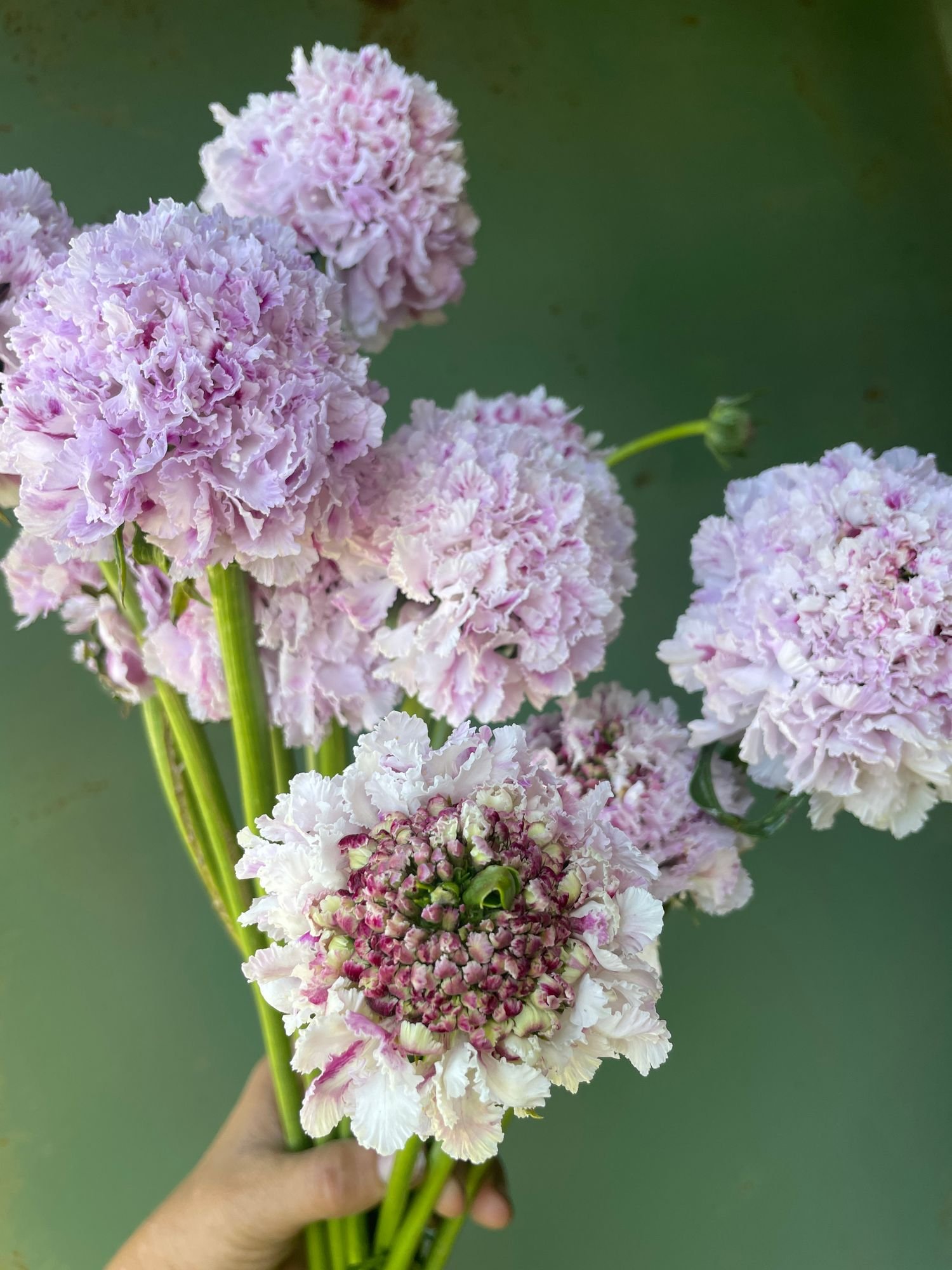 Scabiosa 'Sweetness'