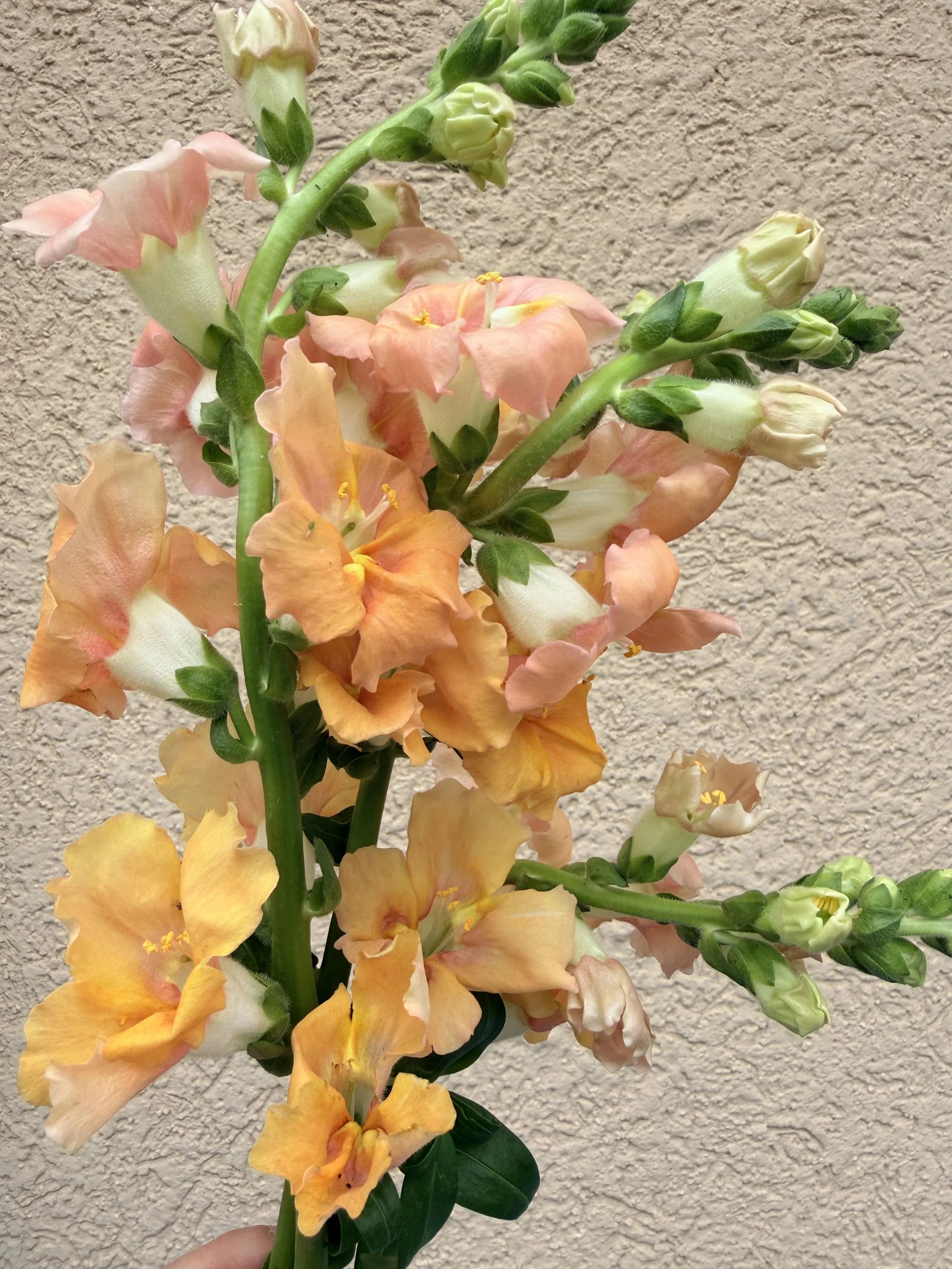 ANTIRRHINUM majus Chantilly Light Salmon