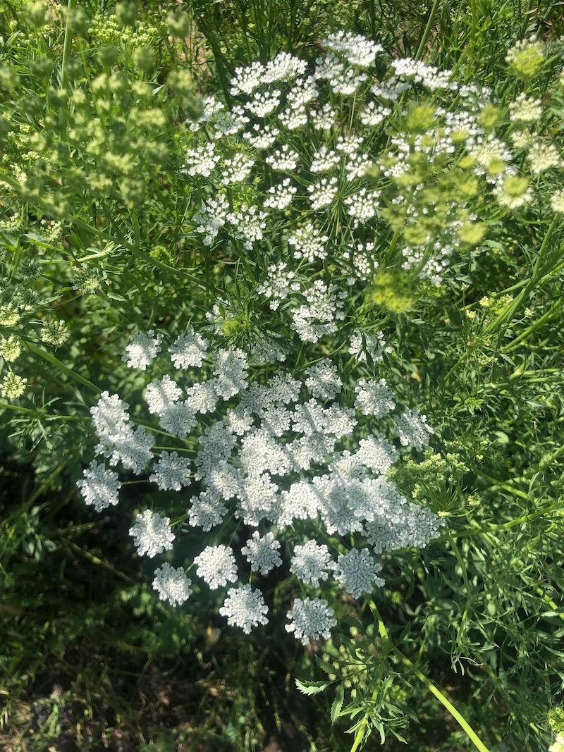 AMMI majus
