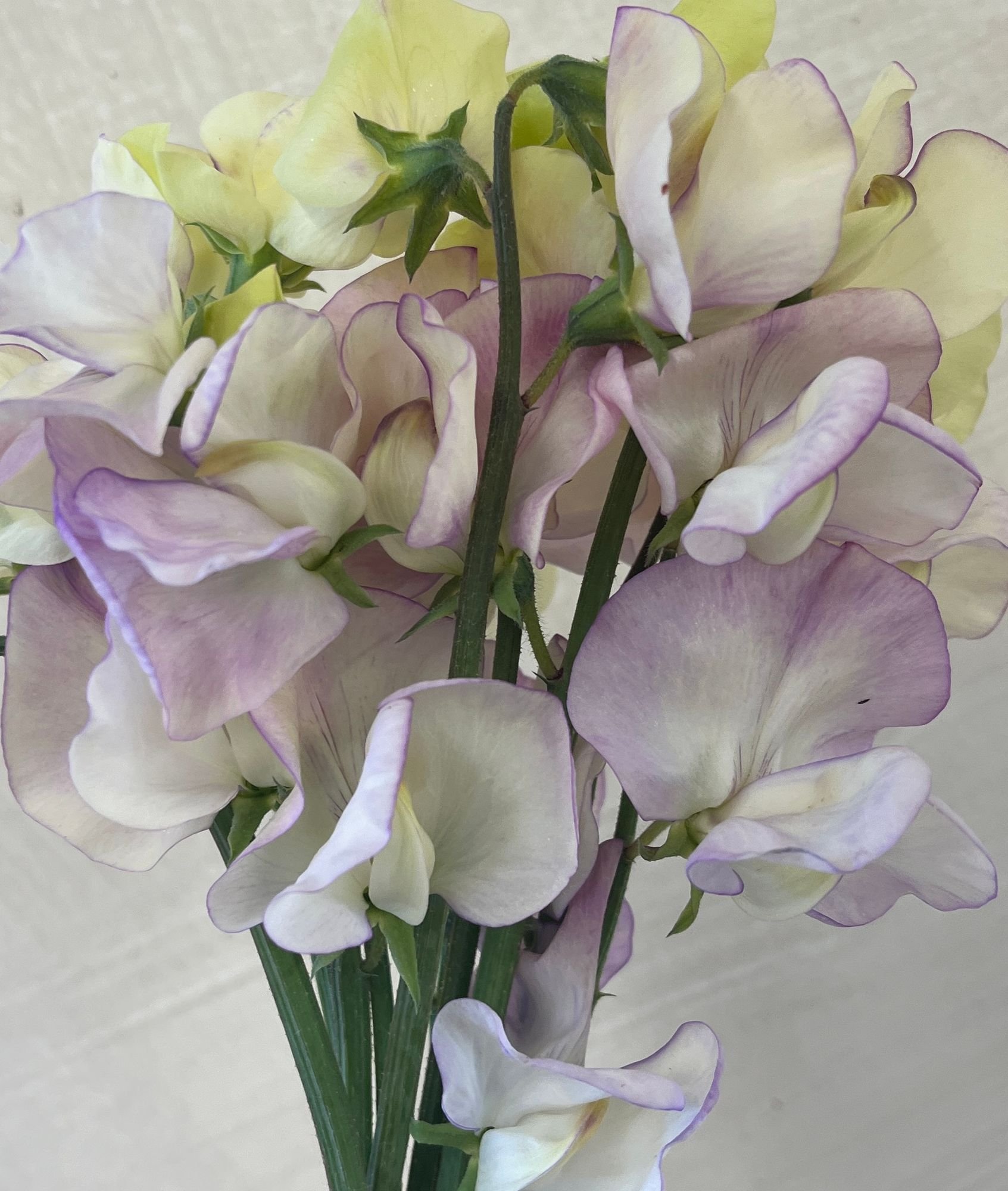 LATHYRUS odoratus April In Paris