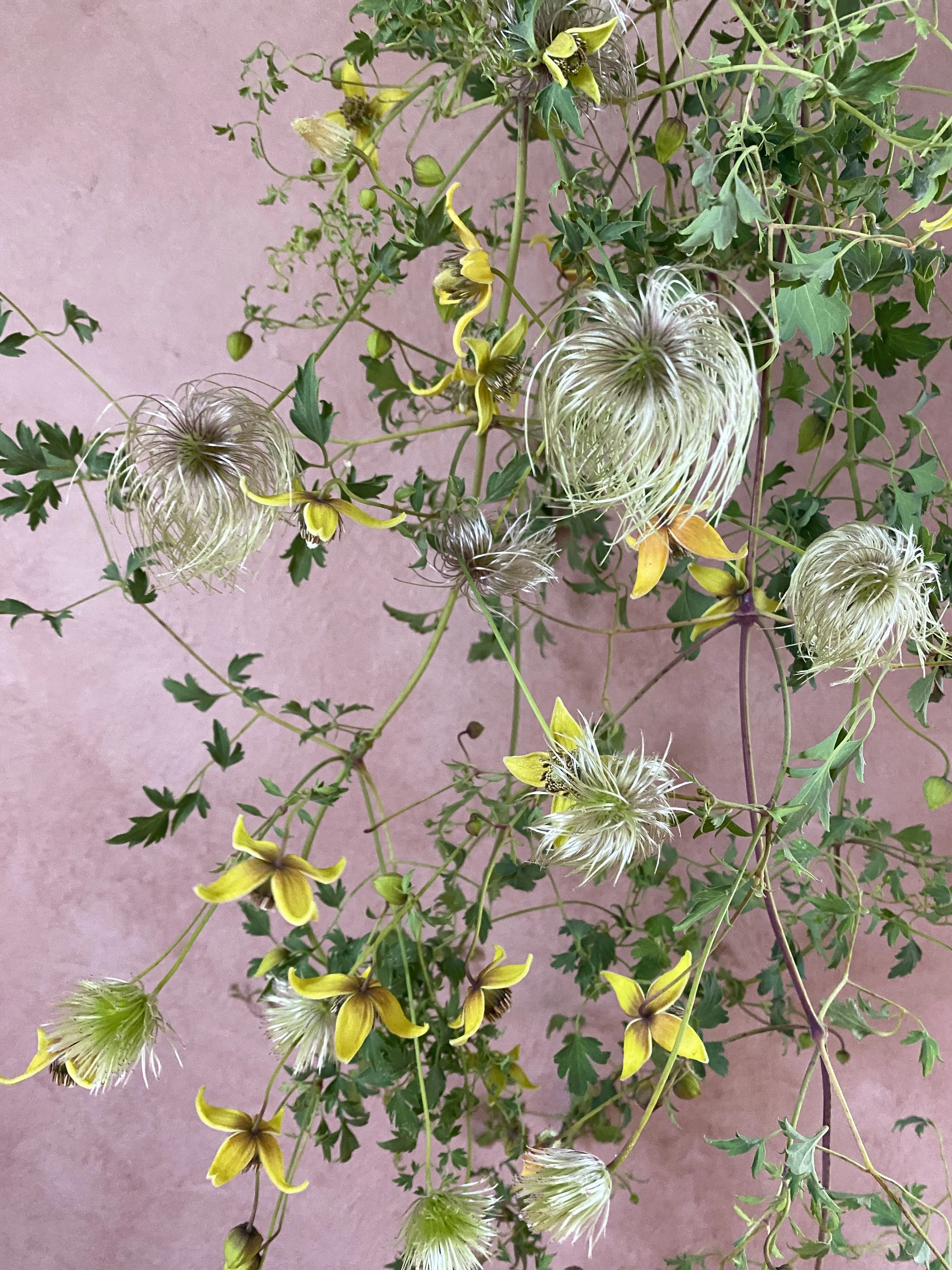 CLEMATIS tangutica