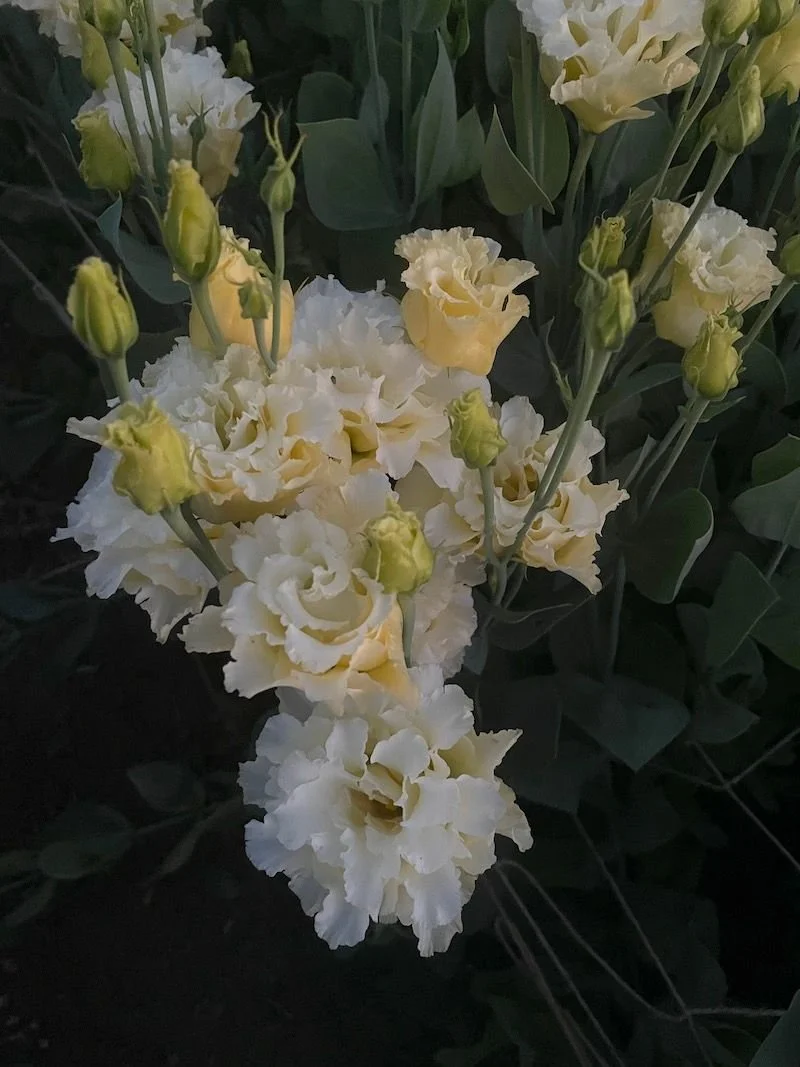 EUSTOMA grandiflorum Celeb Gold
