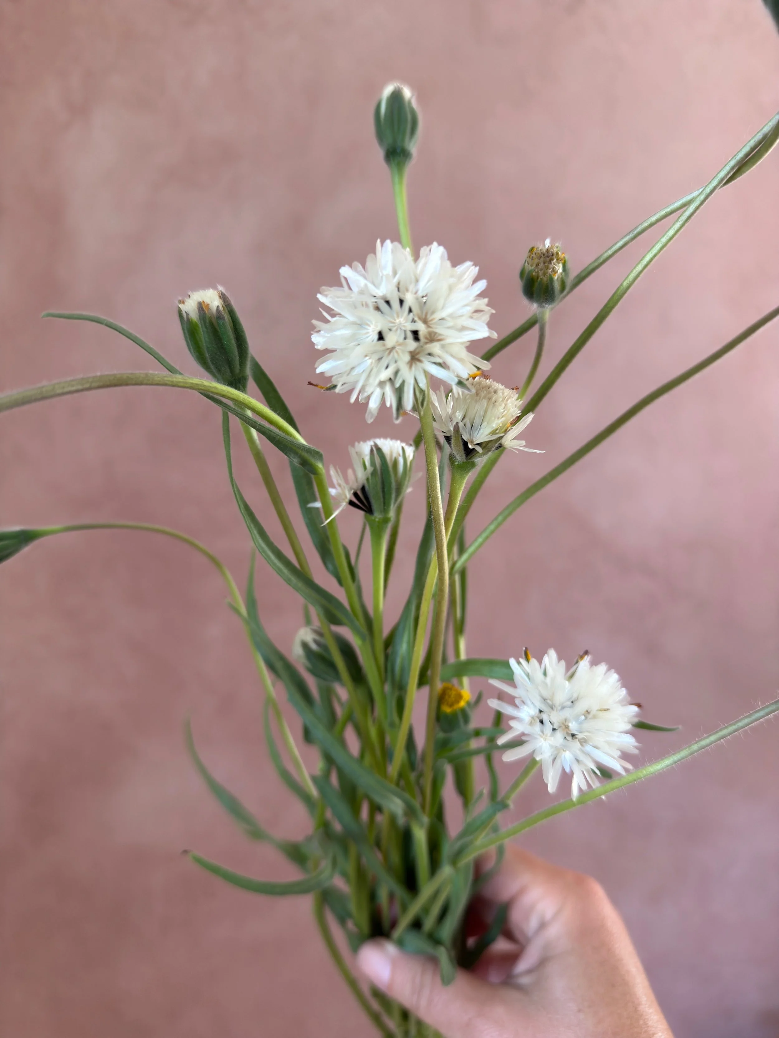 ACHYRACHAENA mollis (Blow Wives)