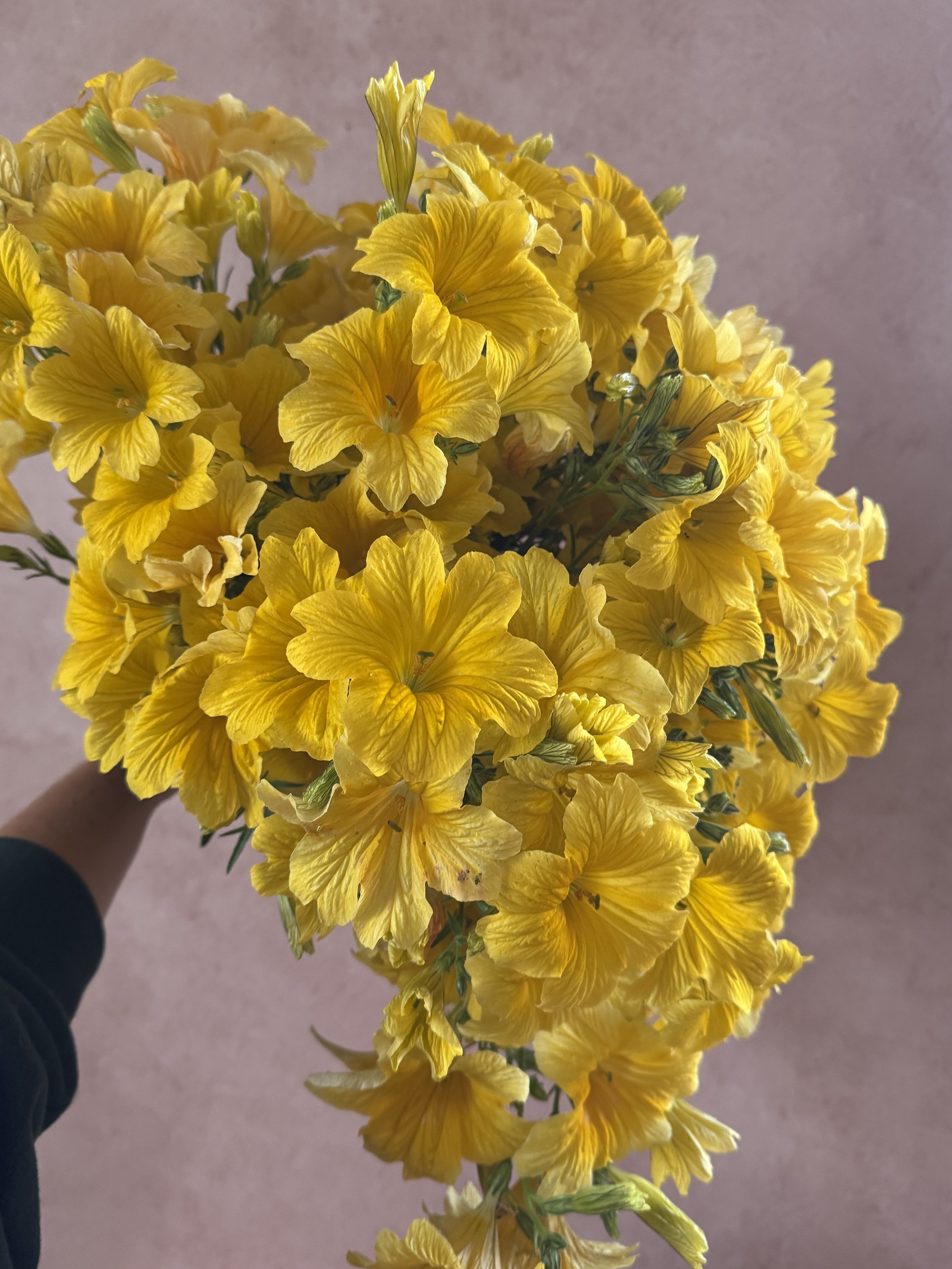 SALPIGLOSSIS sinuata Bicolor Yellow