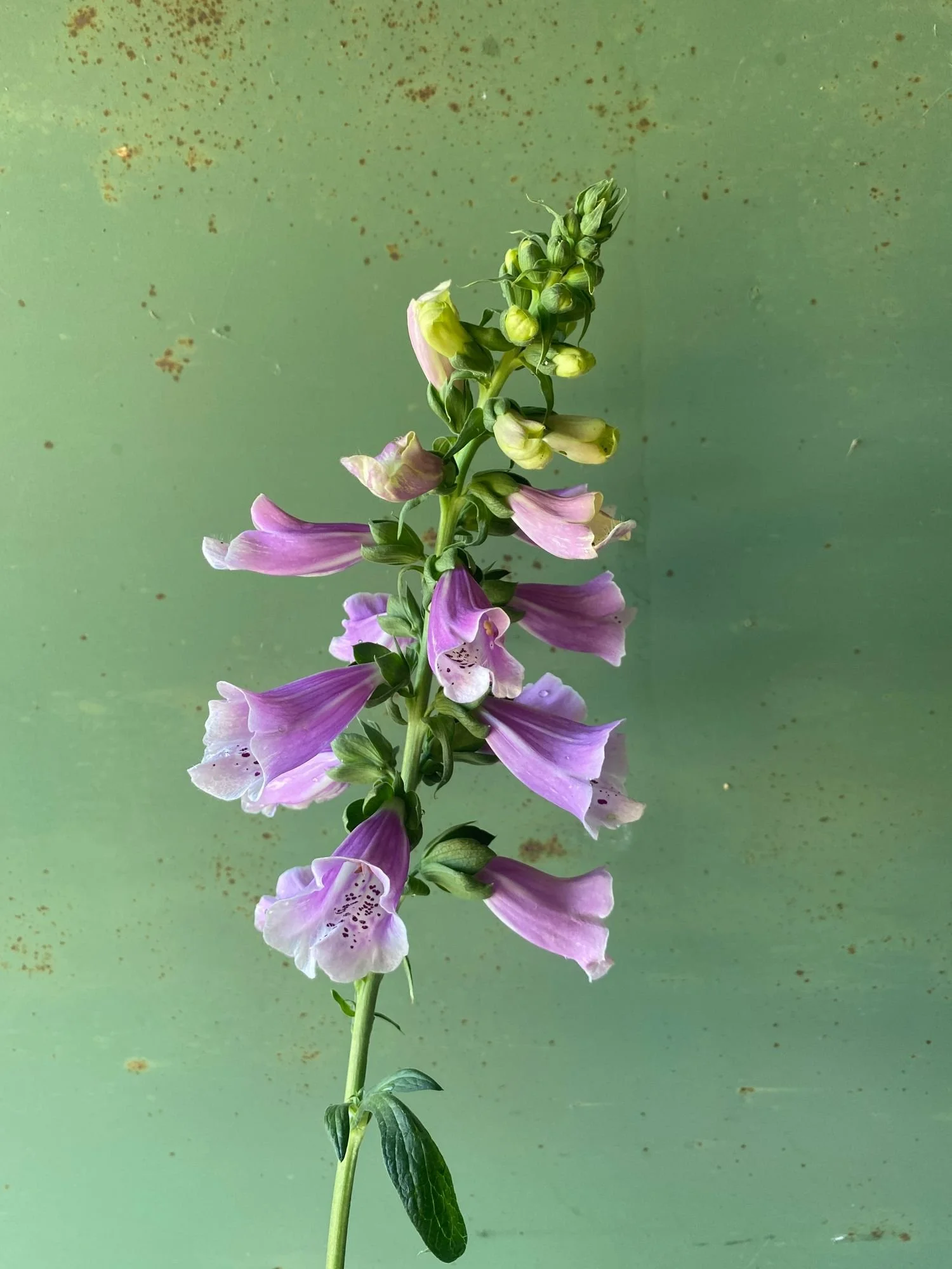 Digitalis Camelot Lav.jpeg