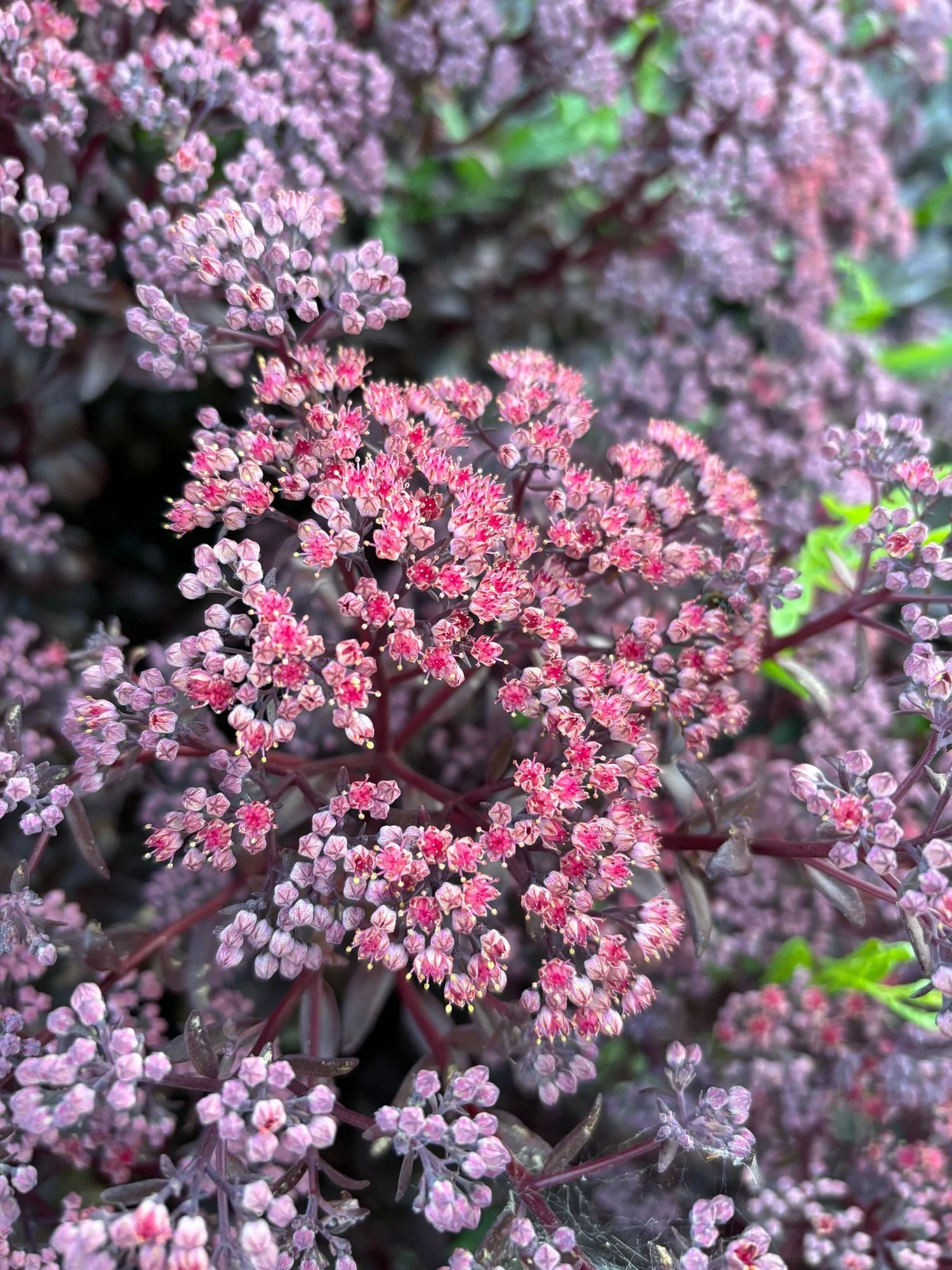 SEDUM telephium Dark Magic