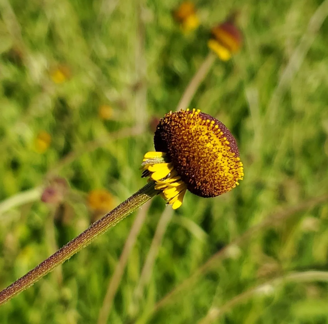 Helenium 'Autumn Lollipop'