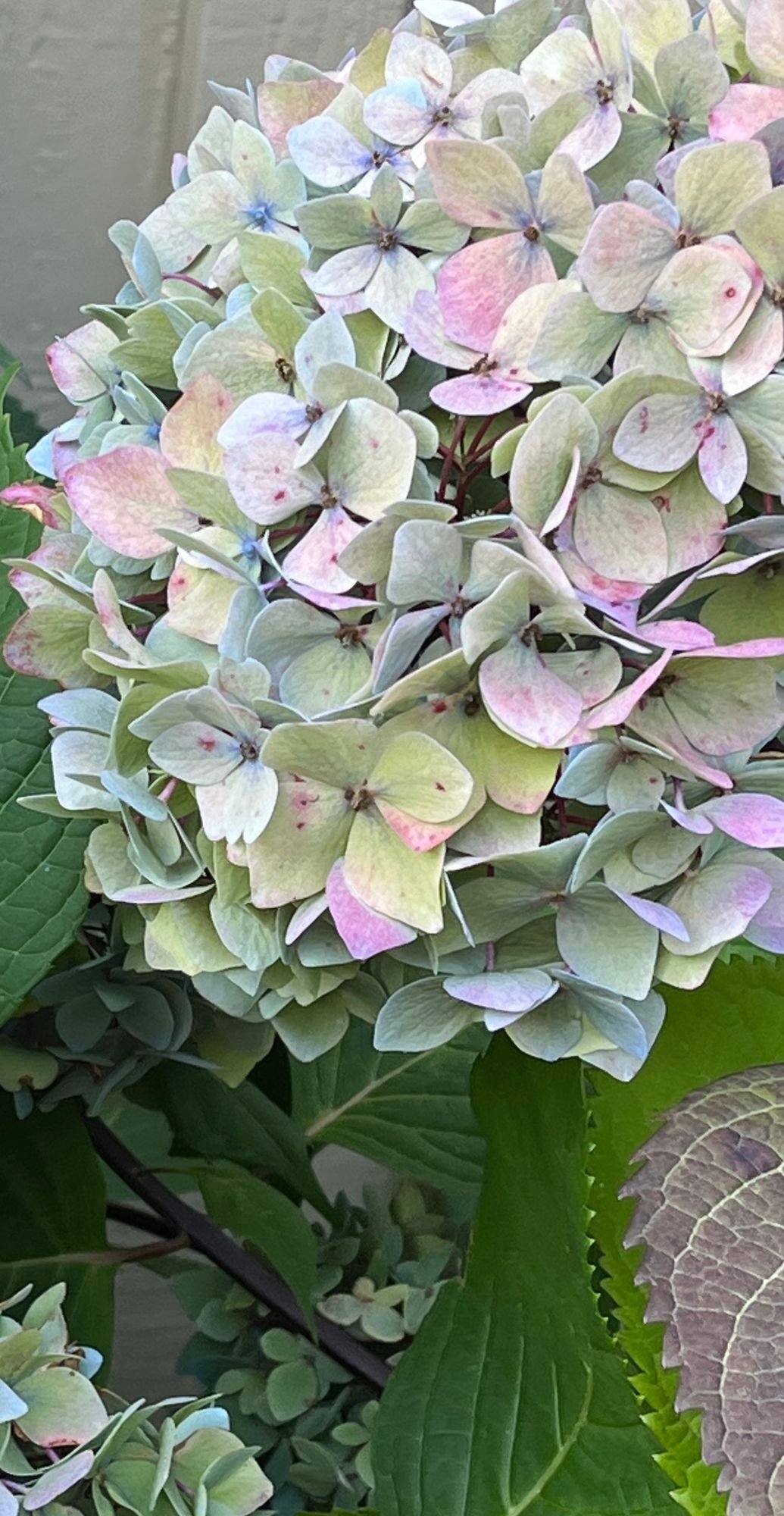 Hydrangea