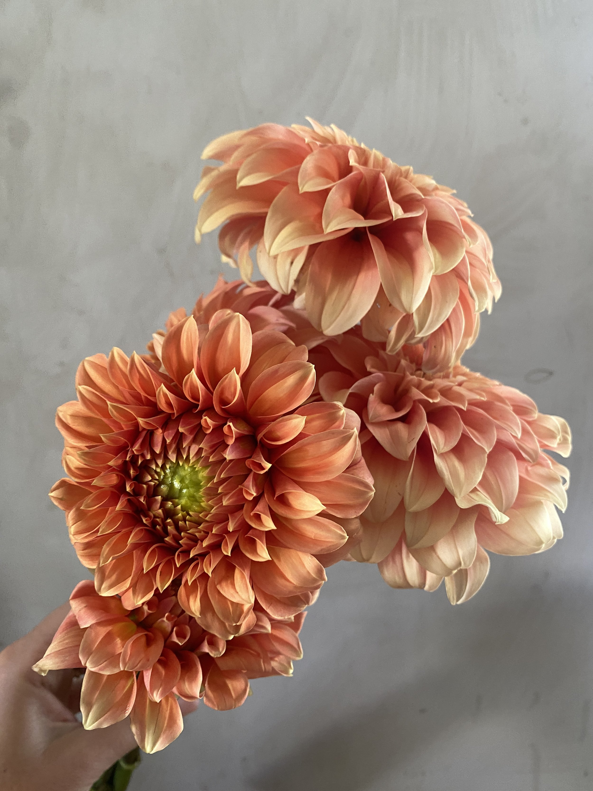 Dahlia 'Bracken Palomino'