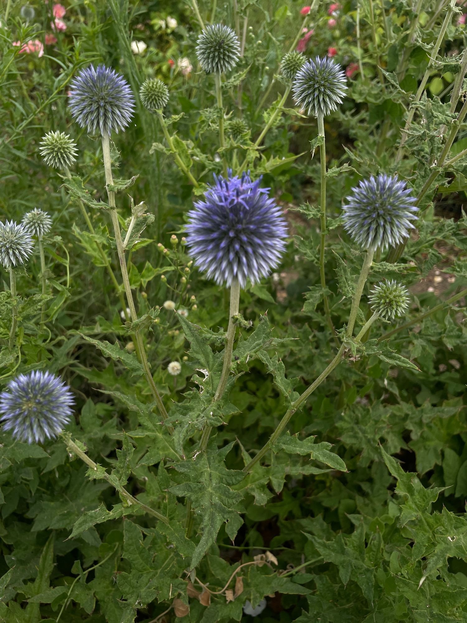 Echinops ritro