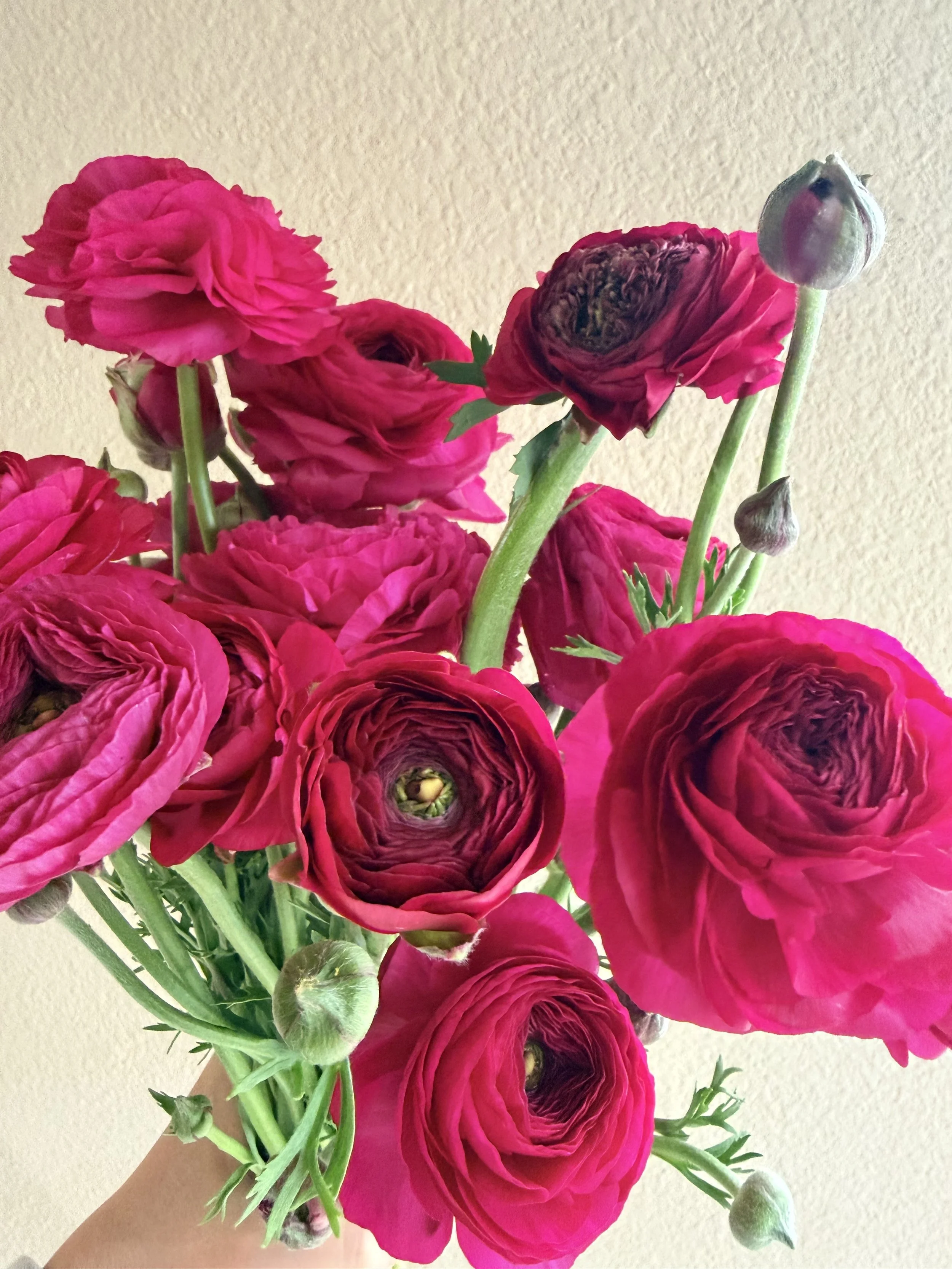 RANUNCULUS Elegance Hot Pink (Ciclamino)